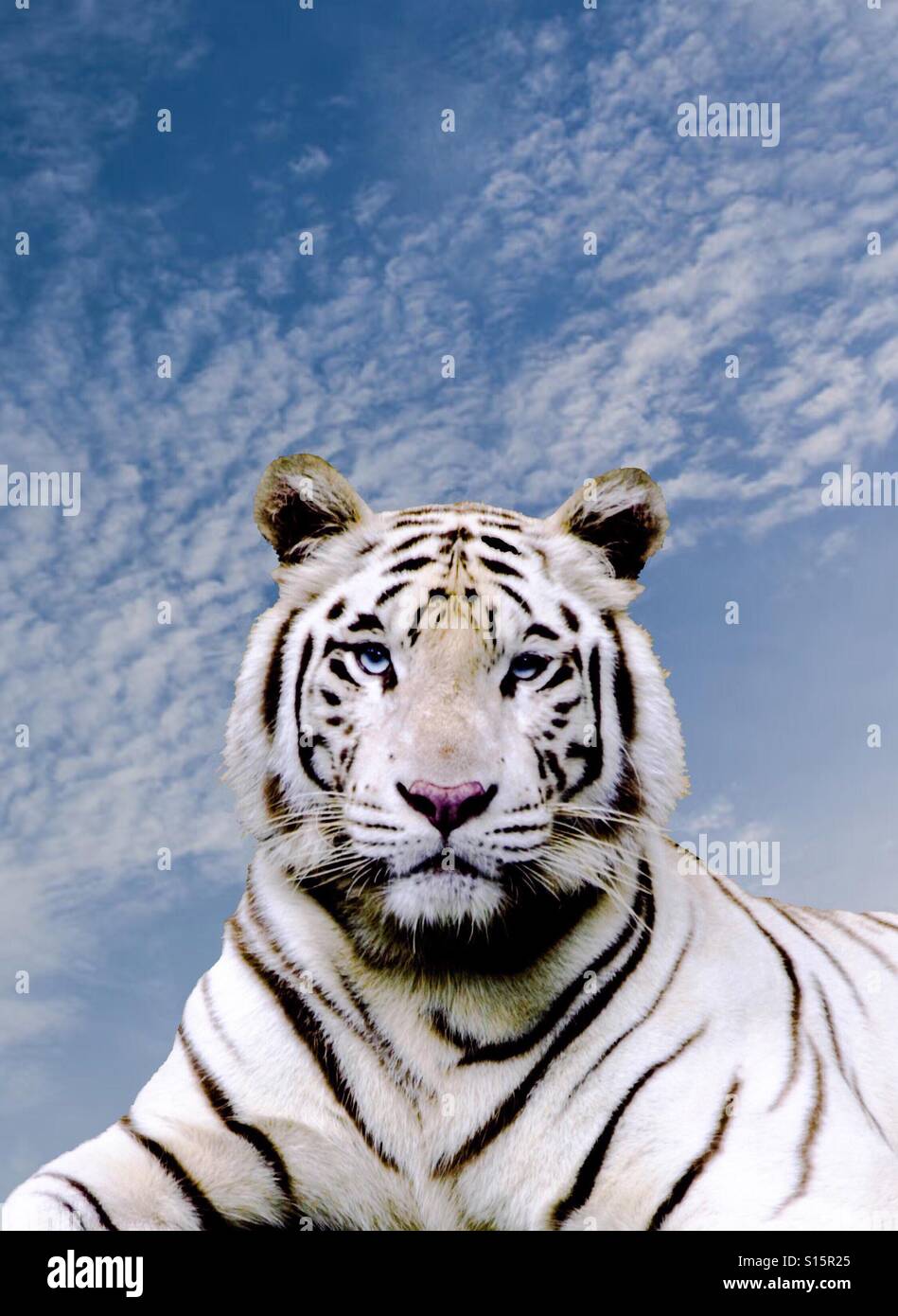 La imponente belleza de un tigre blanco, capturado en un momento cuando sus ojos se reunió el mío. Foto de stock
