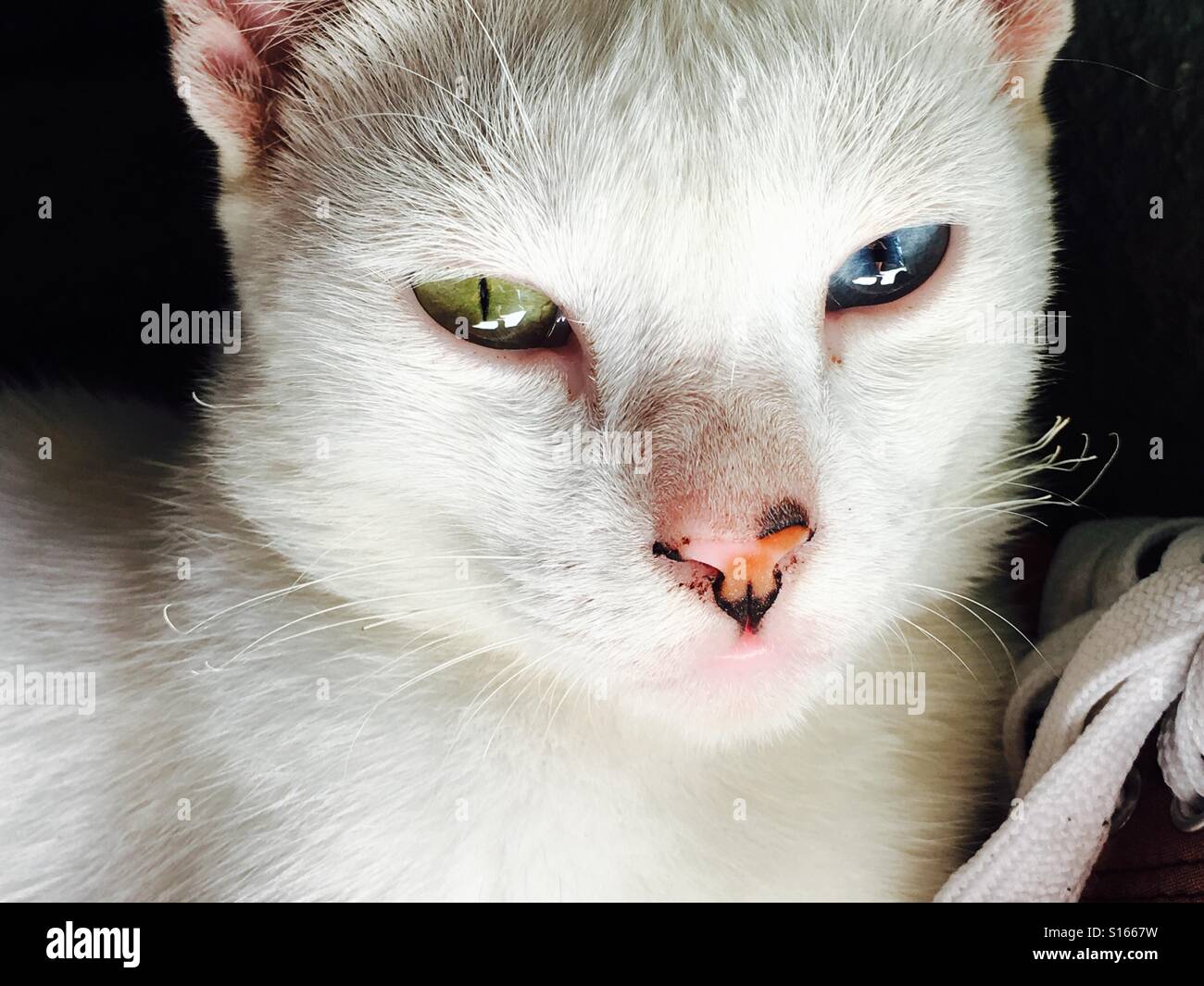 Gato Blanco con ojos azules y verdes Foto de stock