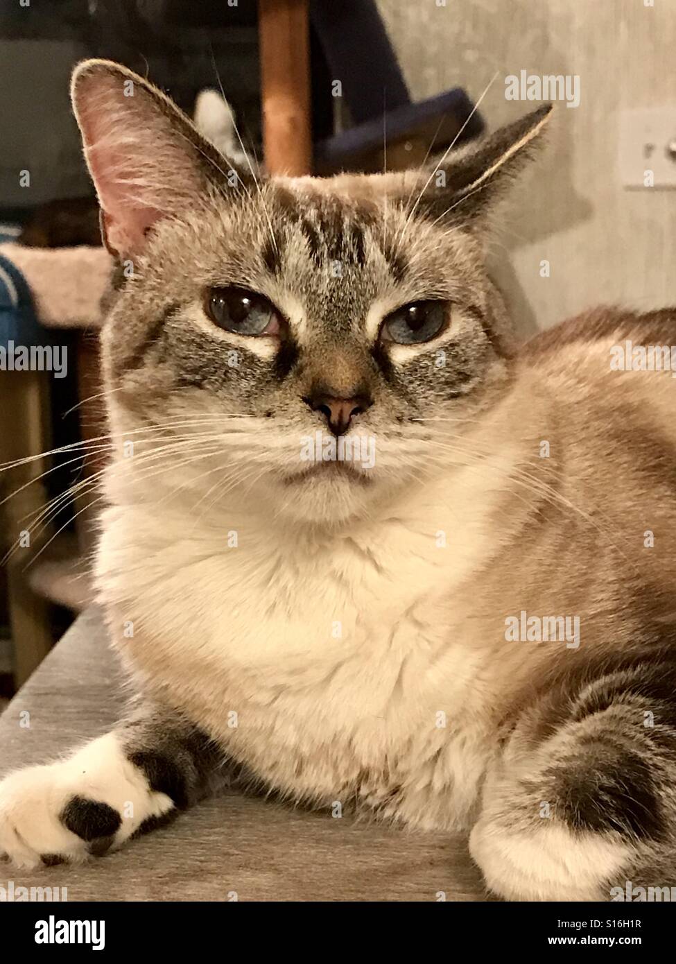 Closeup retrato de Siamés Snowshoemix atigrado gato adulto con bonitos ojos azules Fotografía