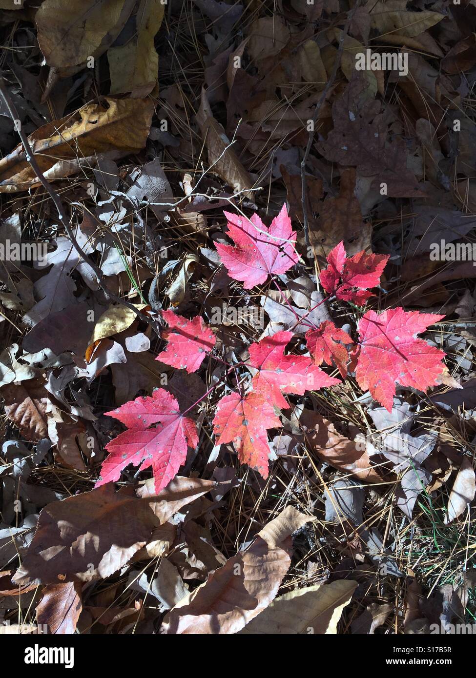 Colores de otoño Foto de stock