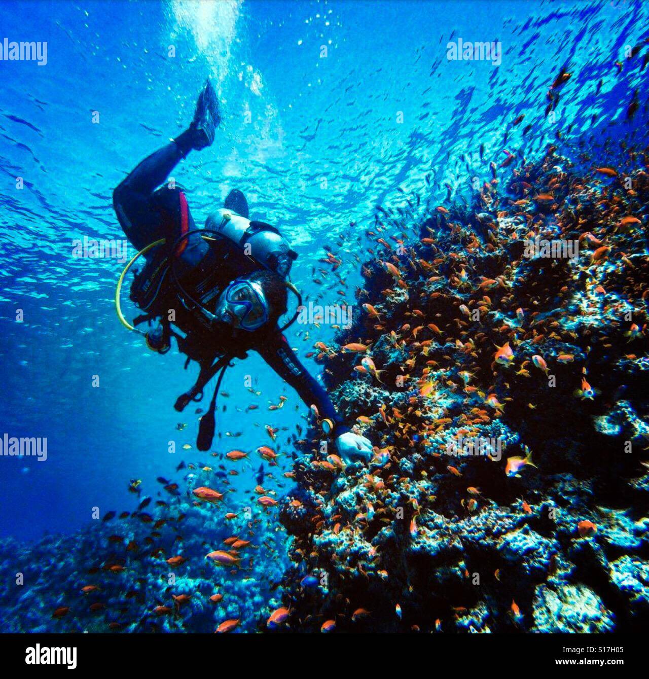 Buceo en el Mar Rojo. Foto de stock