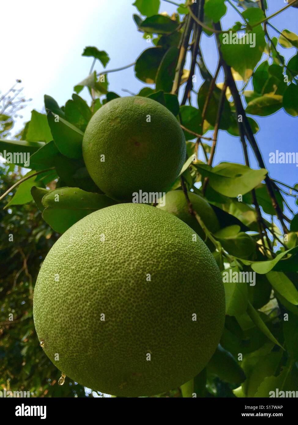 árbol frutal de pomelo fotografías e imágenes de alta resolución Alamy