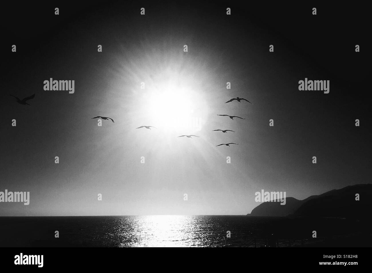 Siga las aves Foto de stock
