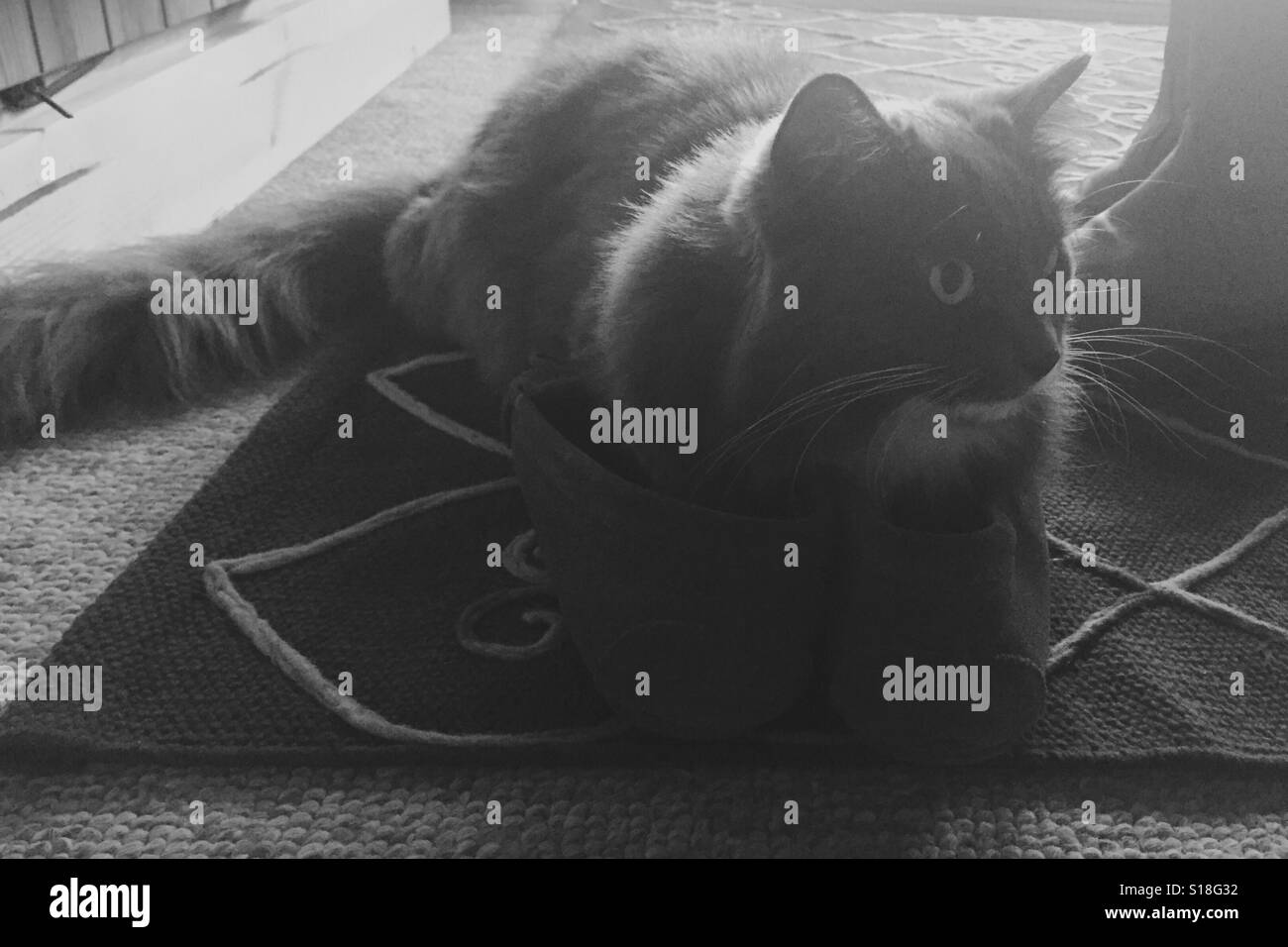 Cat en los zapatos Foto de stock