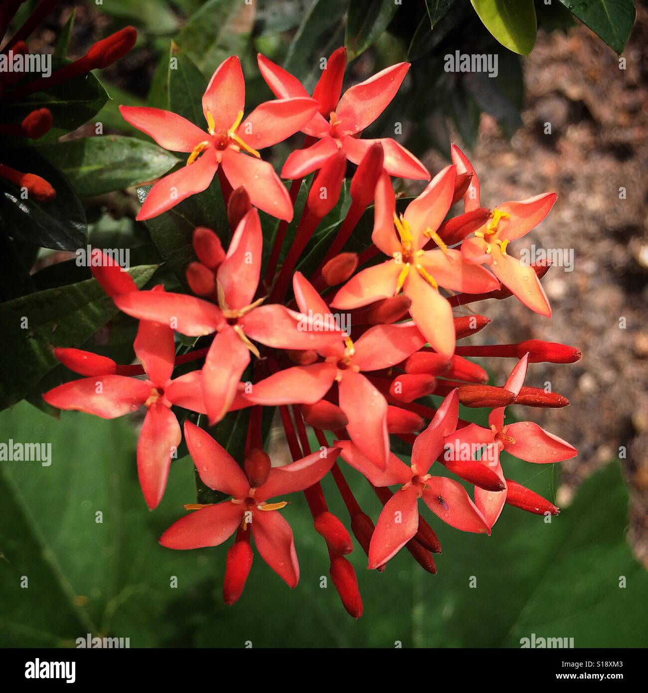 Flor de brasil fotografías e imágenes de alta resolución - Alamy Flor de brasil fotografías e imágenes de alta resolución - Alamy