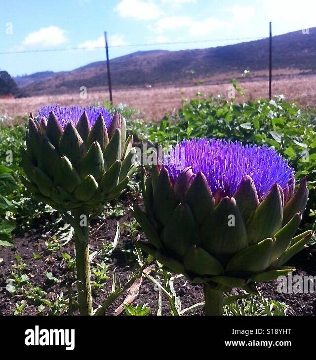 Flores de alcachofa Foto de stock