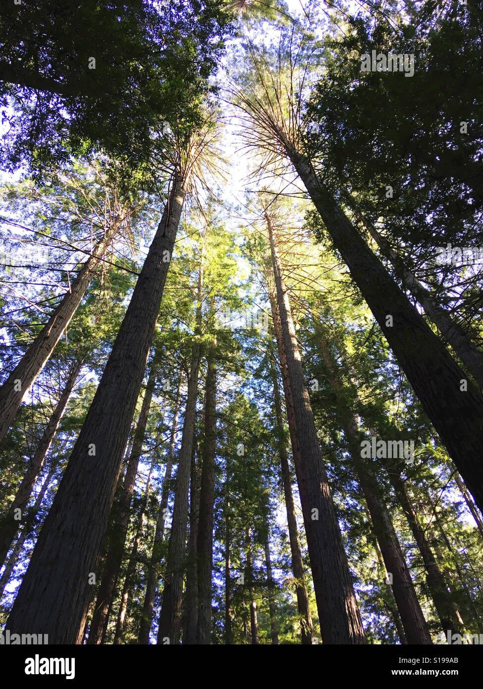 Mirando hacia arriba en un bosque lleno de altos árboles de Secoya. Foto de stock