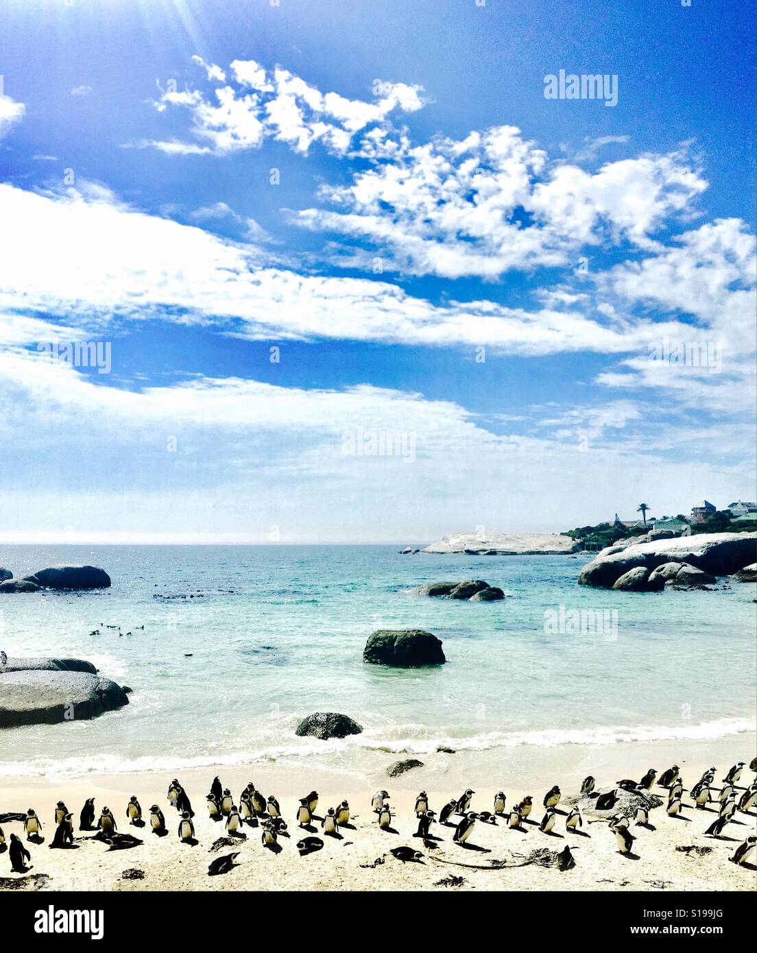 Salvaje africana de pingüinos en la playa Boulders, cerca de Ciudad del Cabo, Sudáfrica. Foto de stock