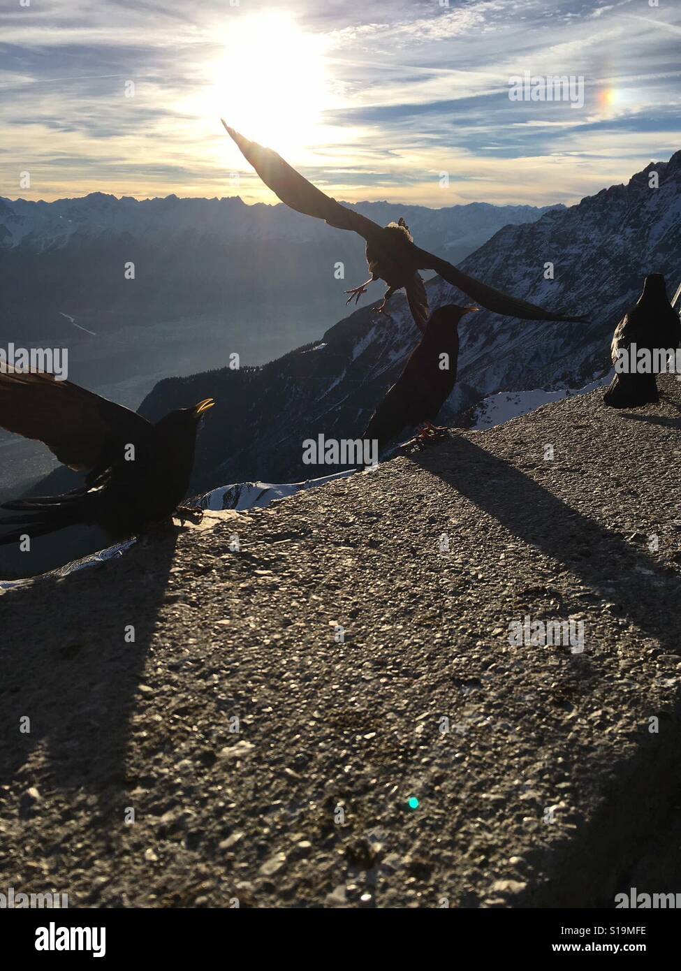 Alpine Choughs alta en los Alpes austríacos. Foto de stock
