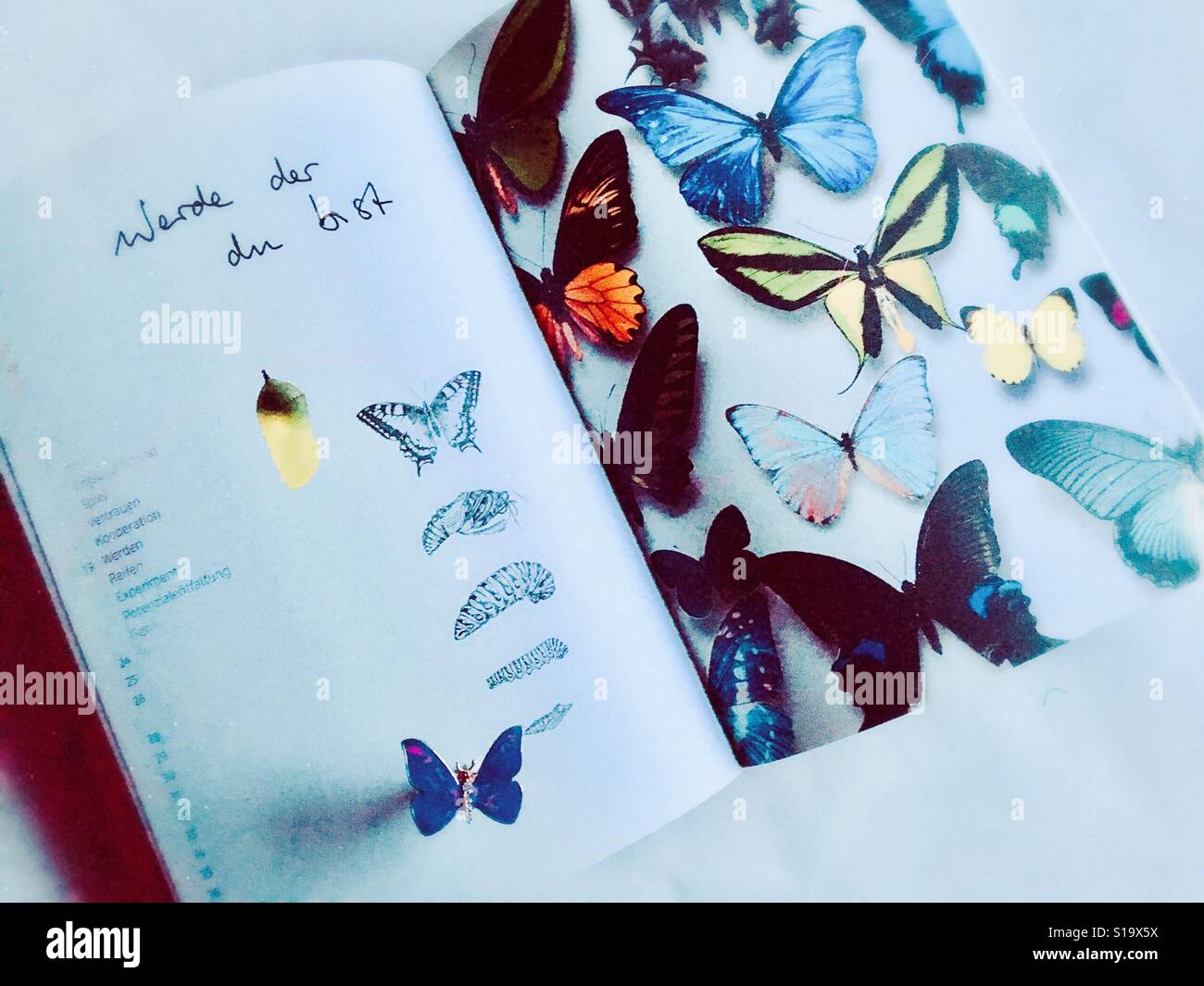 Libro de mariposas fotografías e imágenes de alta resolución - Alamy