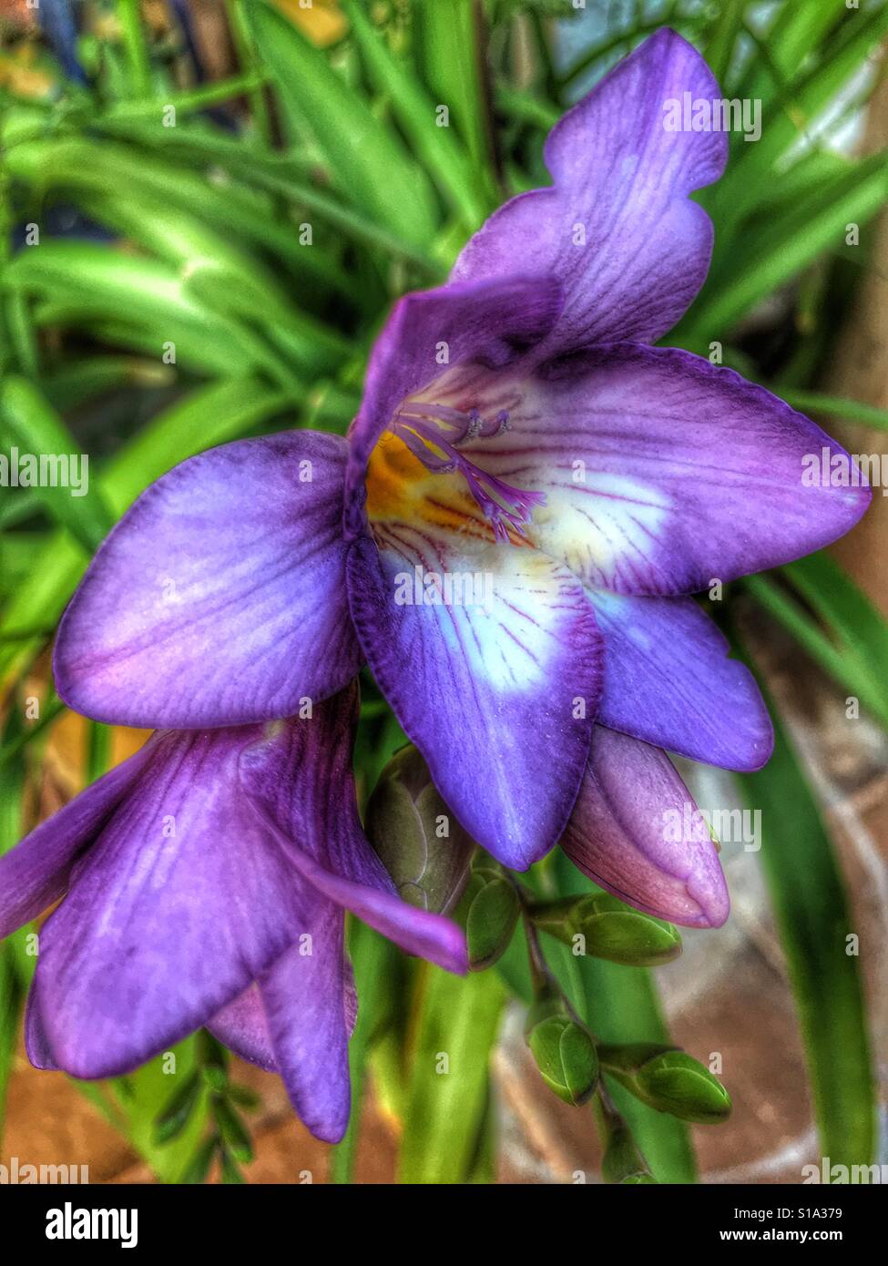Freesia blooms fotografías e imágenes de alta resolución Alamy