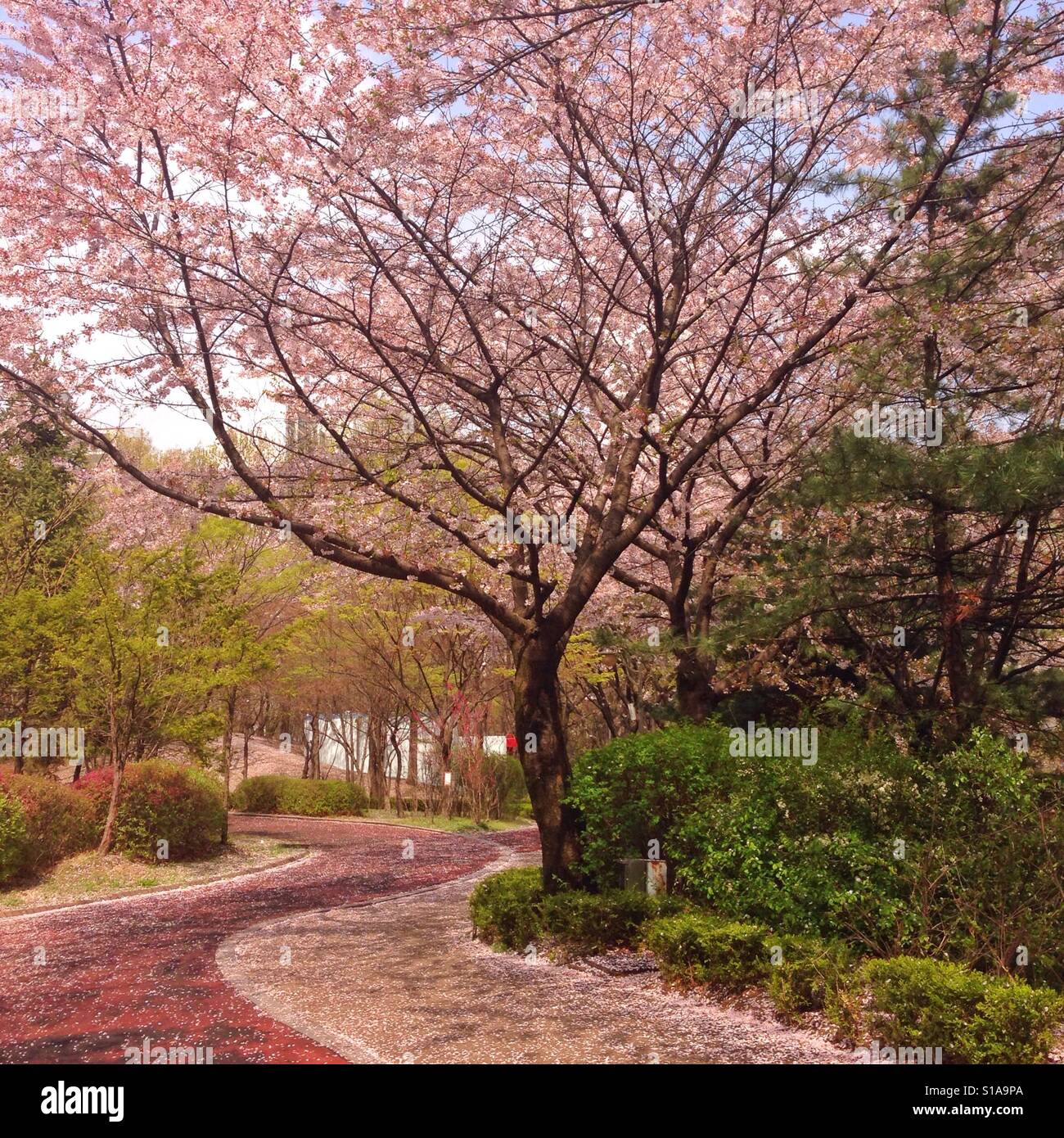 My Image 3