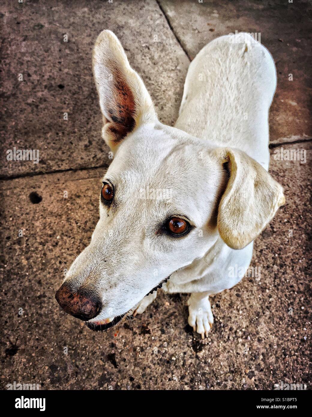 Un perrito mira hacia arriba con una caída vertical de orejas y una oreja. Foto de stock