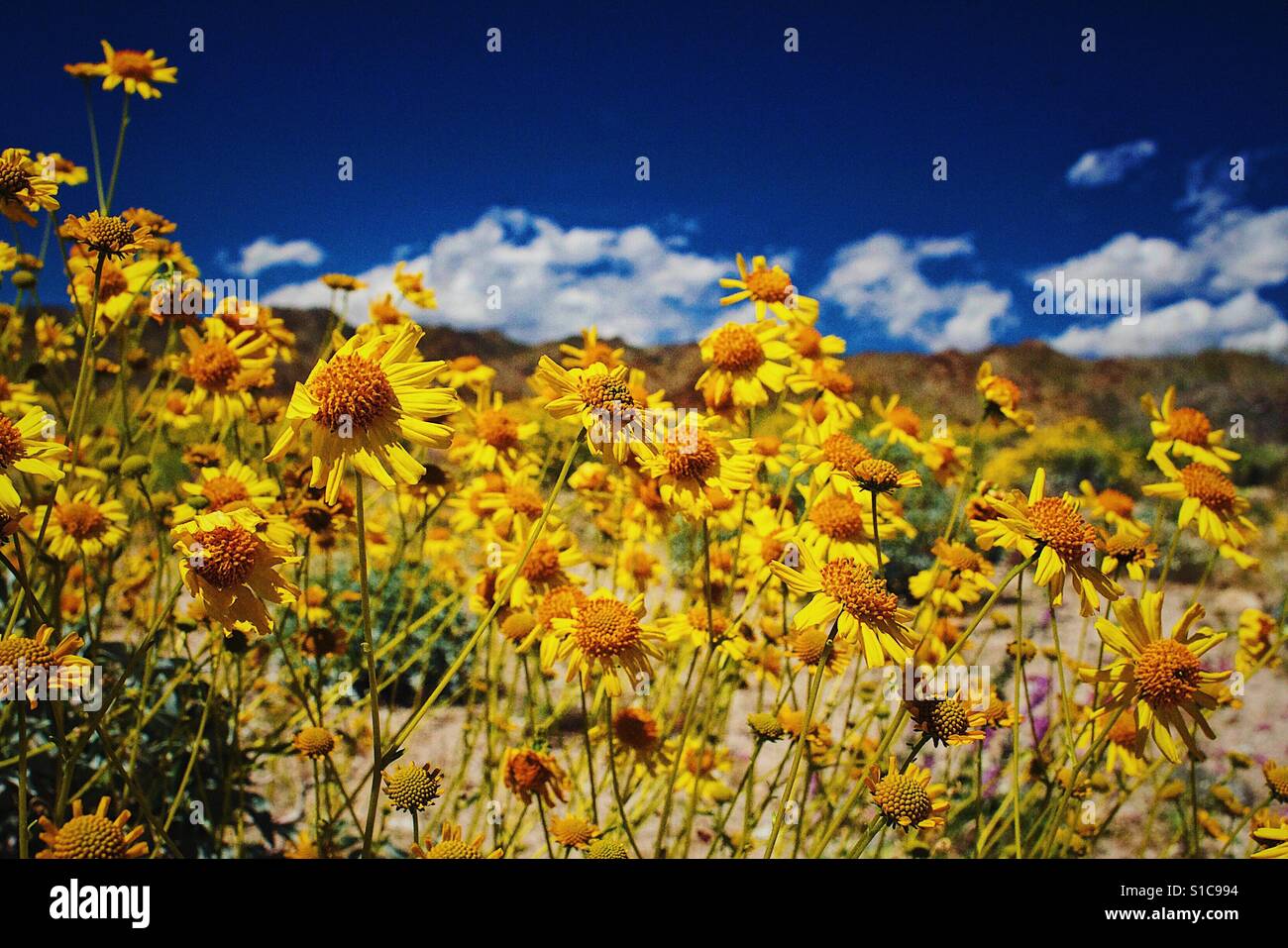 Super bloom en el desierto Foto de stock