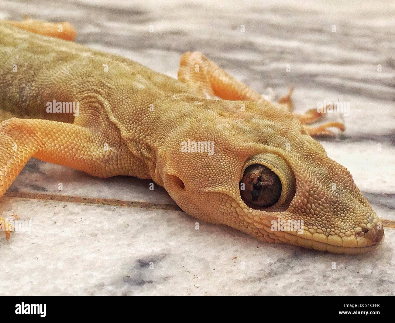 Lizard mira fijamente con sus ojos reptilianos Foto de stock