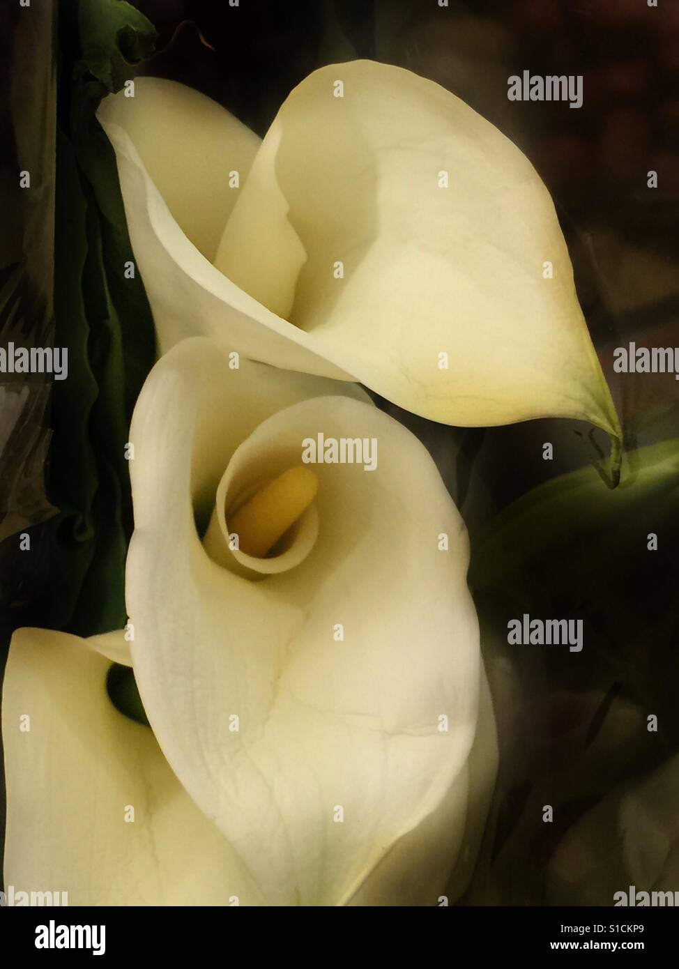 Lirios de cala fotografías e imágenes de alta resolución - Alamy