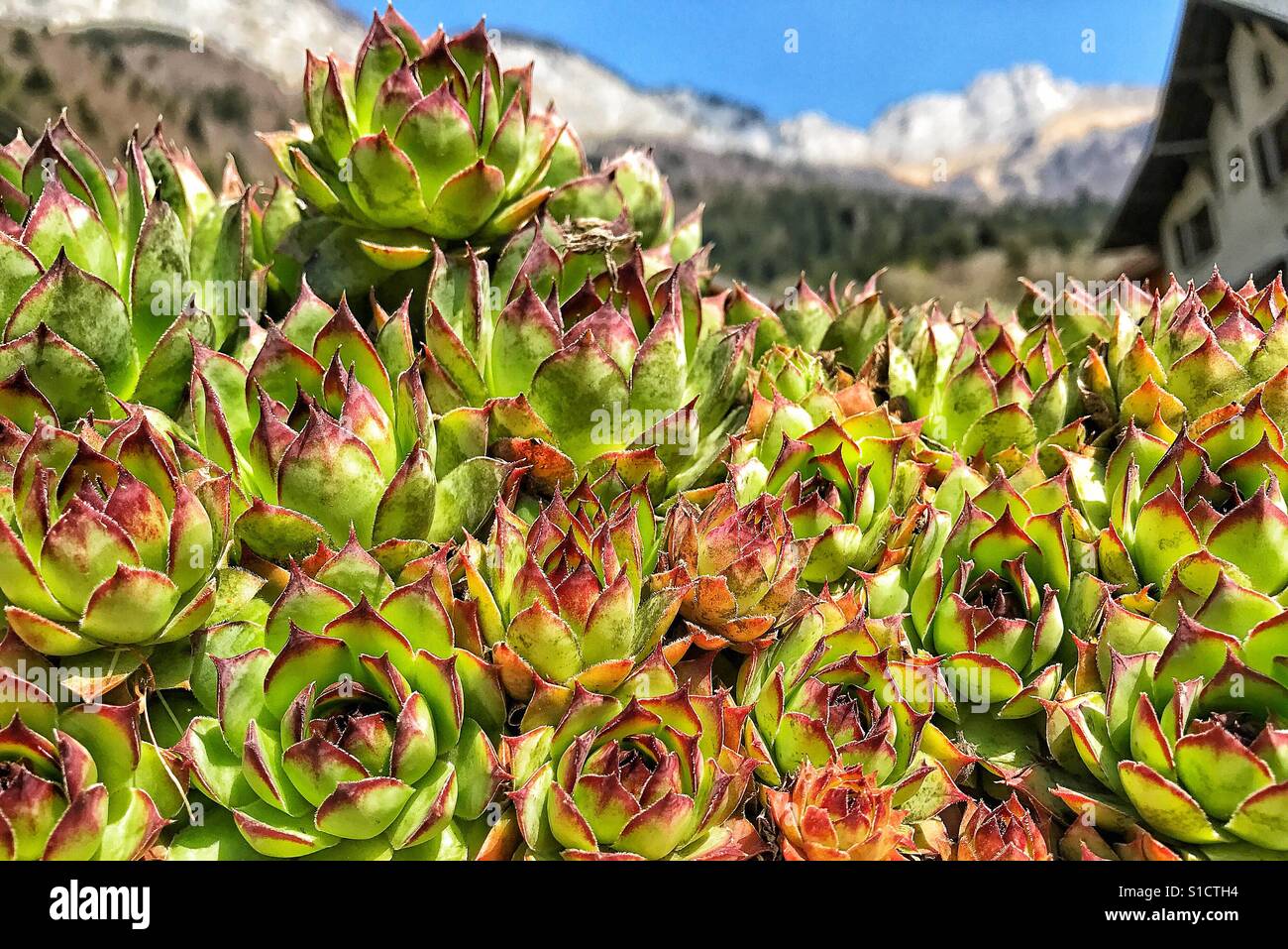 Suculentas en los Alpes Foto de stock