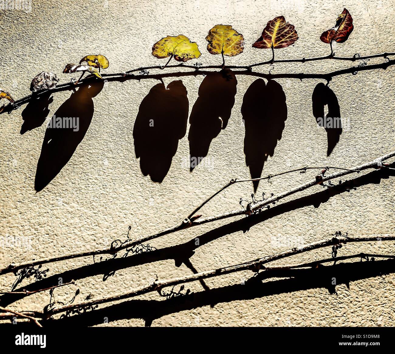 Pocas hojas y sus sombras todos en fila en la rama de vid como aves  Fotografía de stock - Alamy