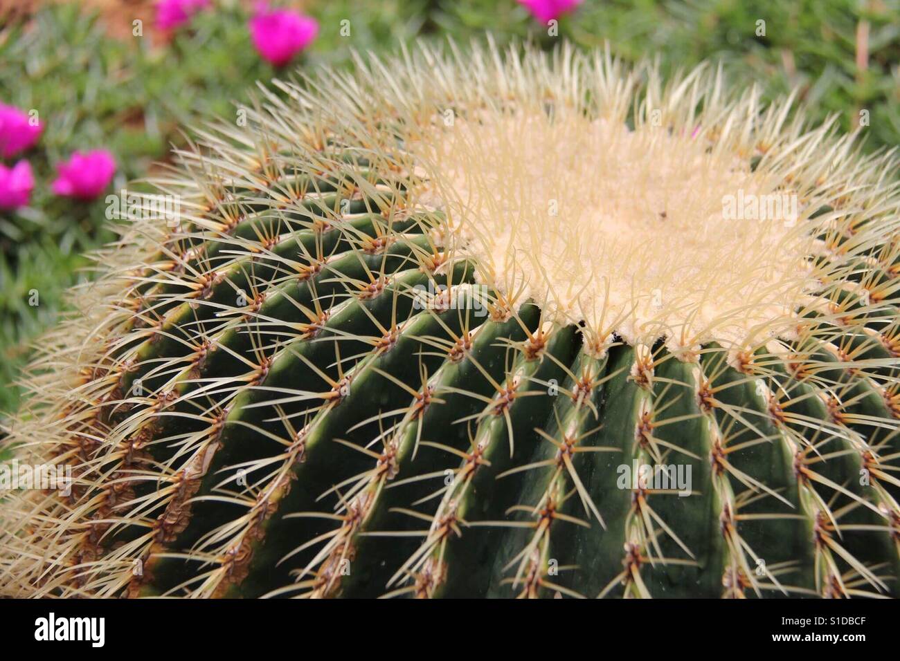Cactus es un miembro de la familia de plantas cactáceas, una familia  formada por unos 127 géneros con unas 1750 especies conocidas del orden  Caryophyllales Fotografía de stock - Alamy