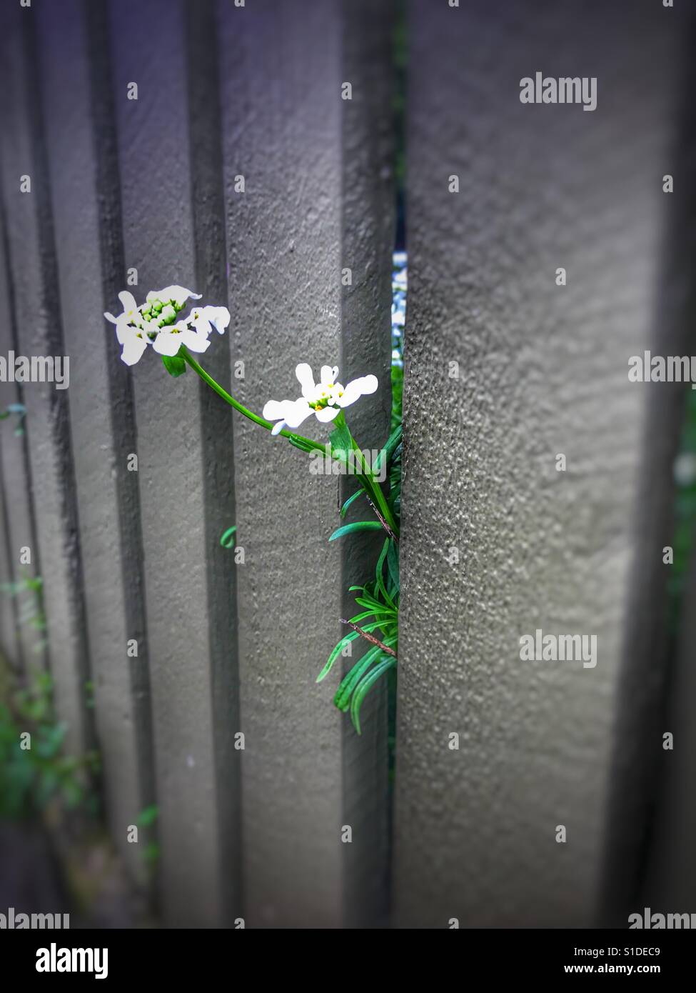 Flores solitarias que crecen a través de las grietas de la valla Foto de stock