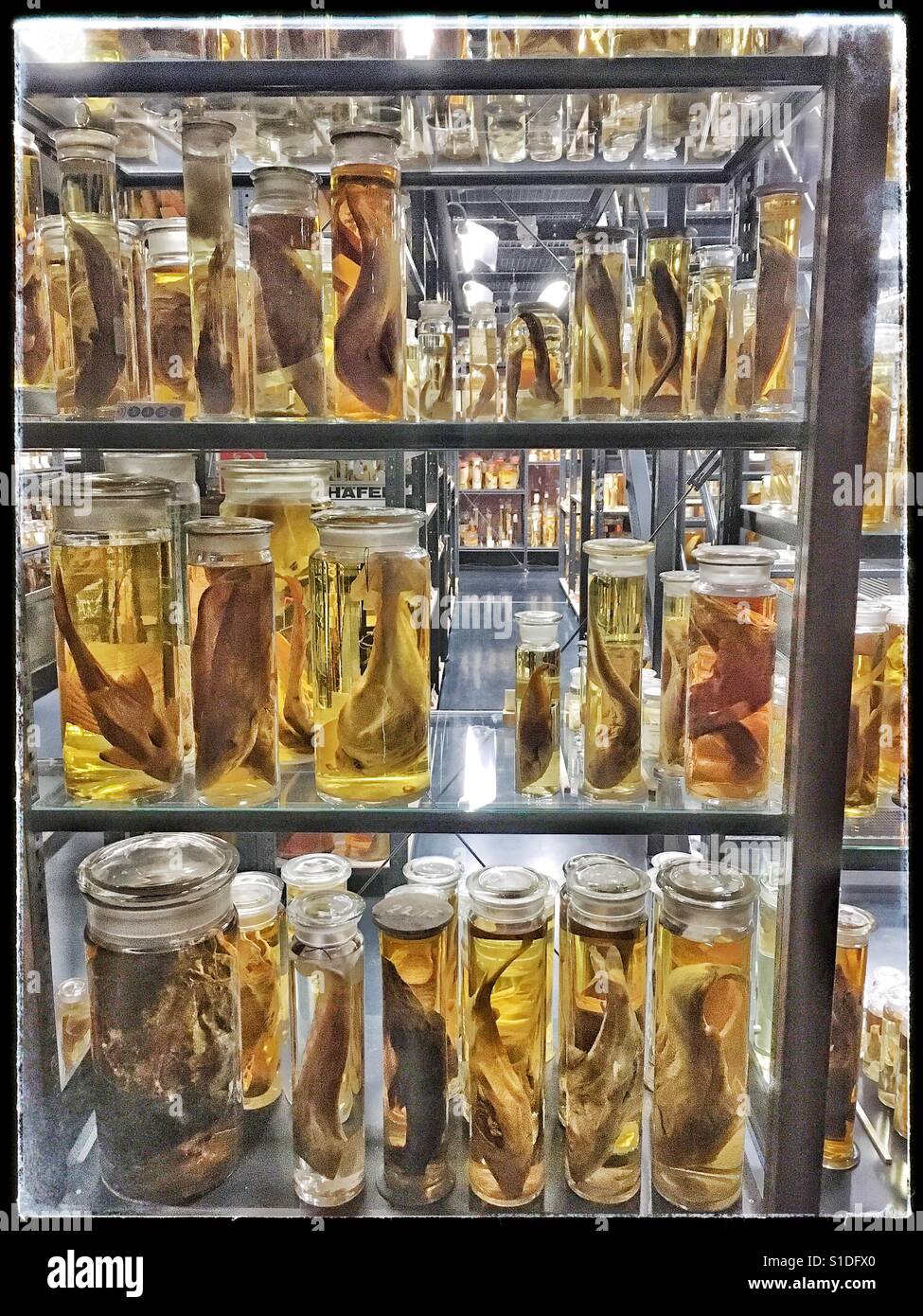 Animales de laboratorio fotografías e imágenes de alta resolución Alamy