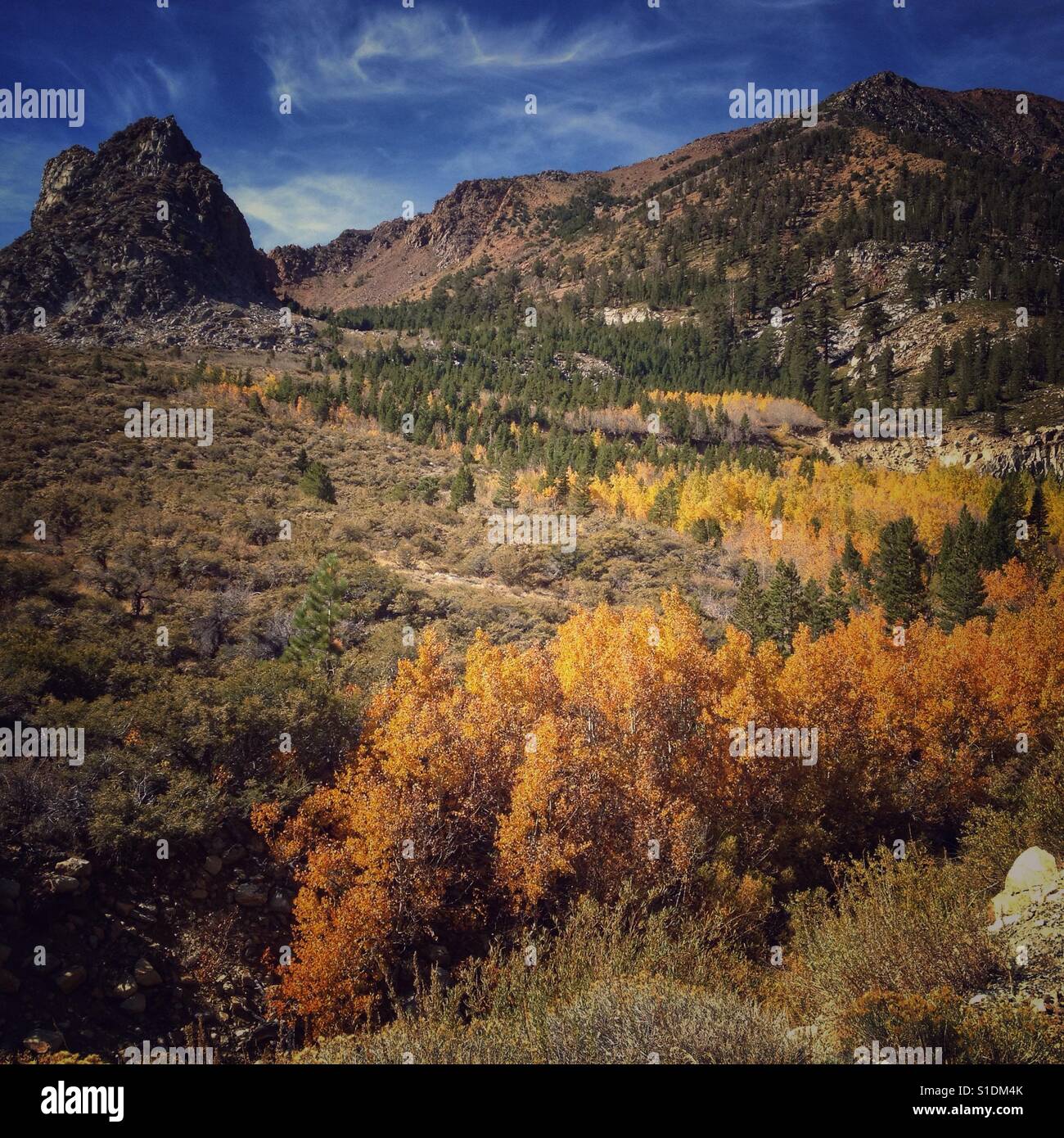 Color en el otoño en el Tioga Pass. Foto de stock