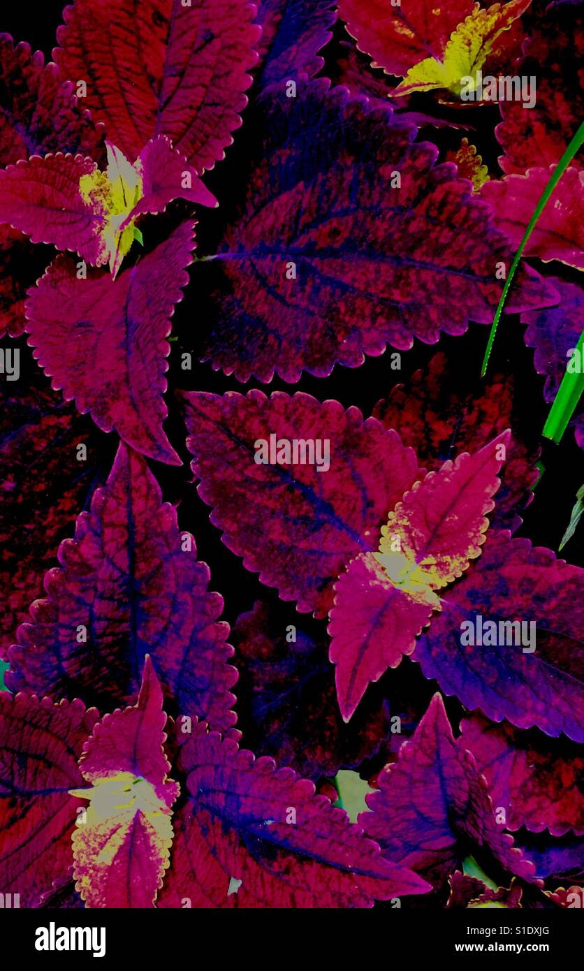 Coleus borgoña con detalles en amarillo Foto de stock