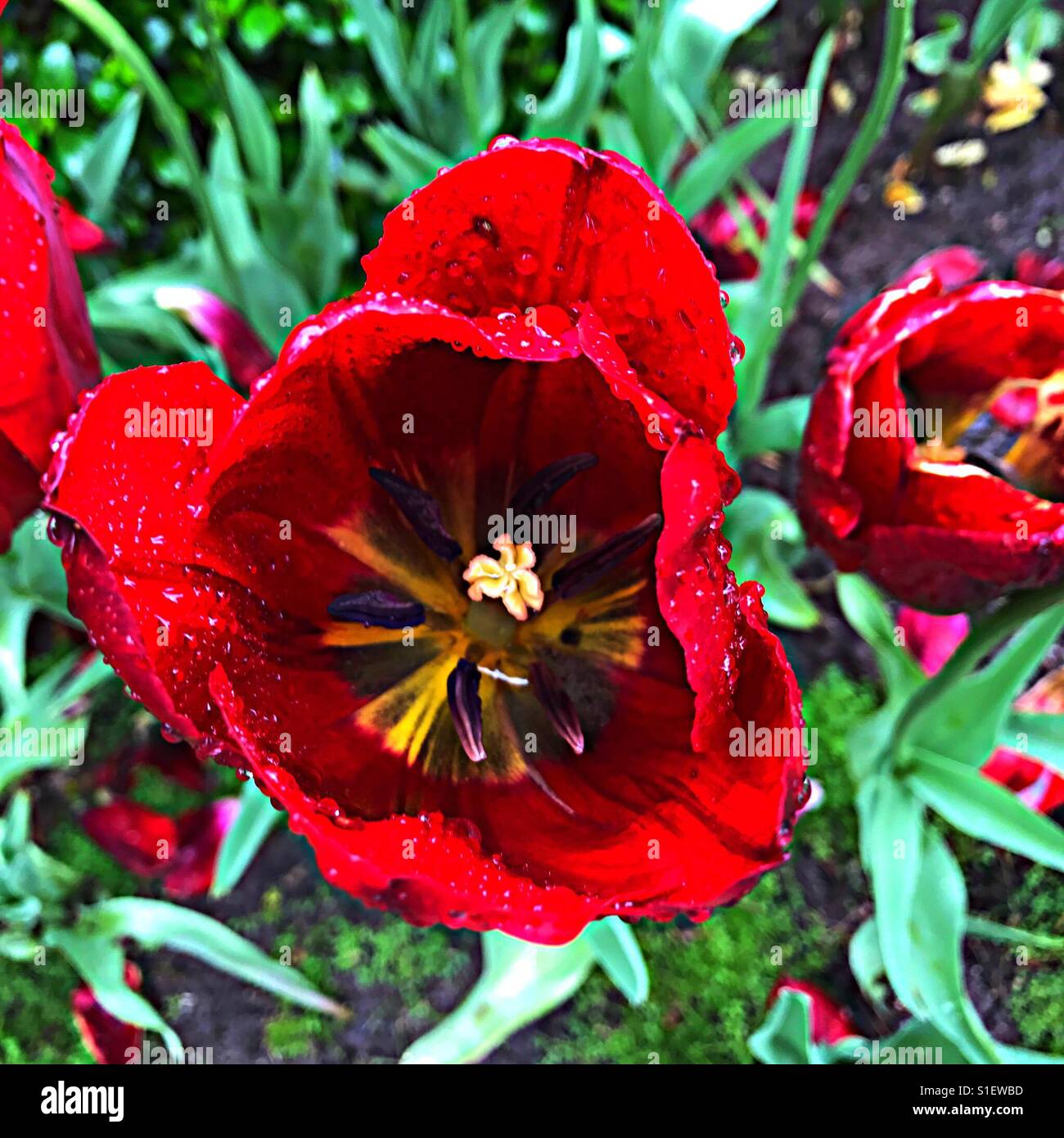 Tulipanes rojos en Portland, Oregón Foto de stock