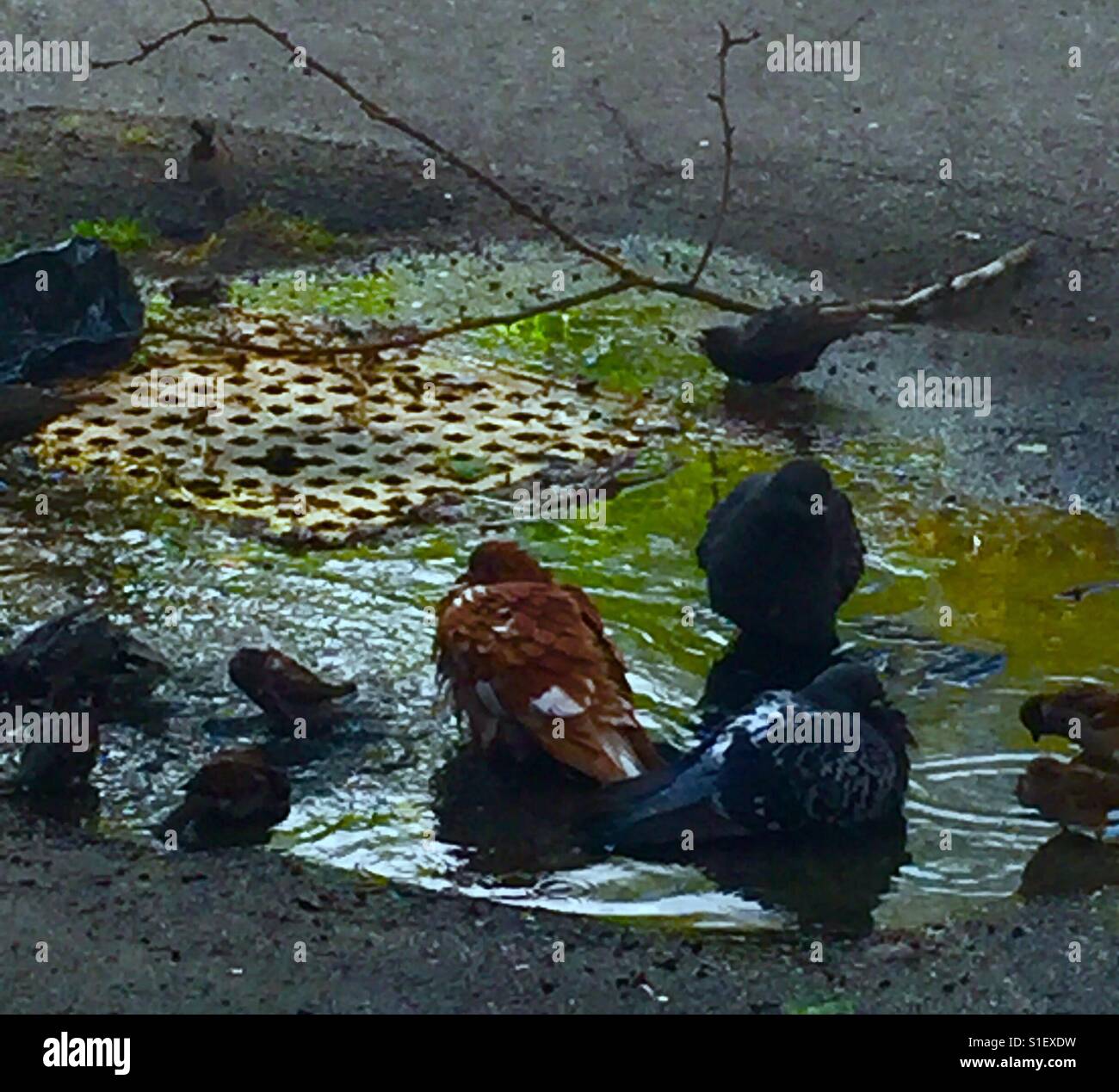 Compartir una fuente de la ciudad. Fat palomas, montones de gorriones, un emocionado starling. Sparrow enamorado de su reflexión. Todo el mundo es bienvenido. Foto de stock