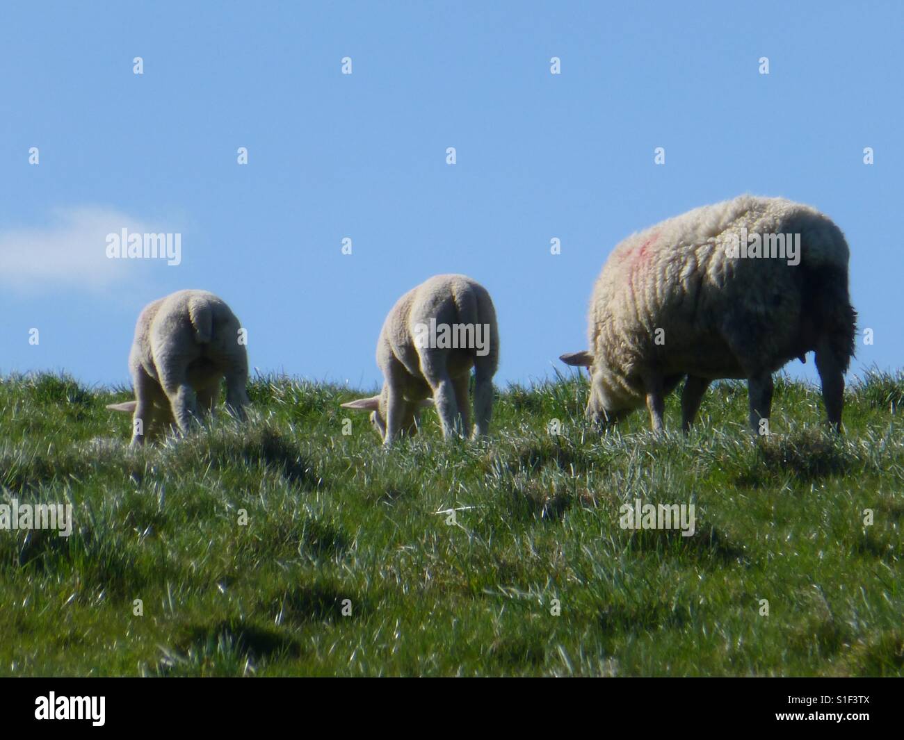Las ovejas comen hierba- Naturalezas Cortadora de Césped Foto de stock