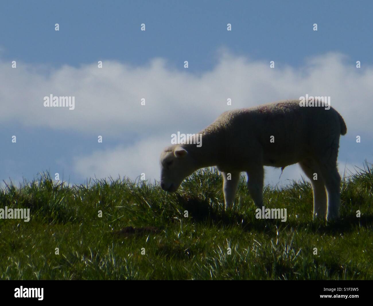 Una oveja comiendo hierba Foto de stock