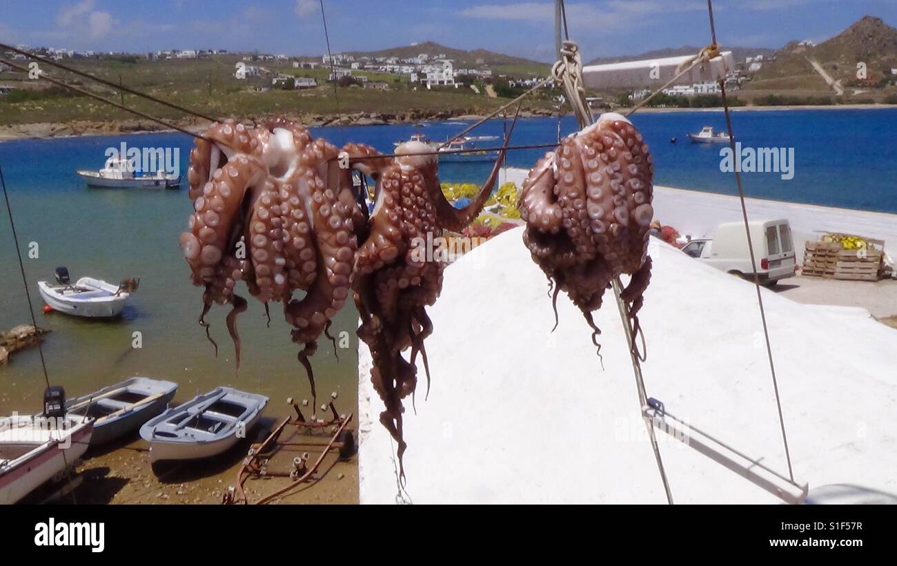 Pulpo colgando de un puerto pesquero en Mykonos en Grecia Foto de stock