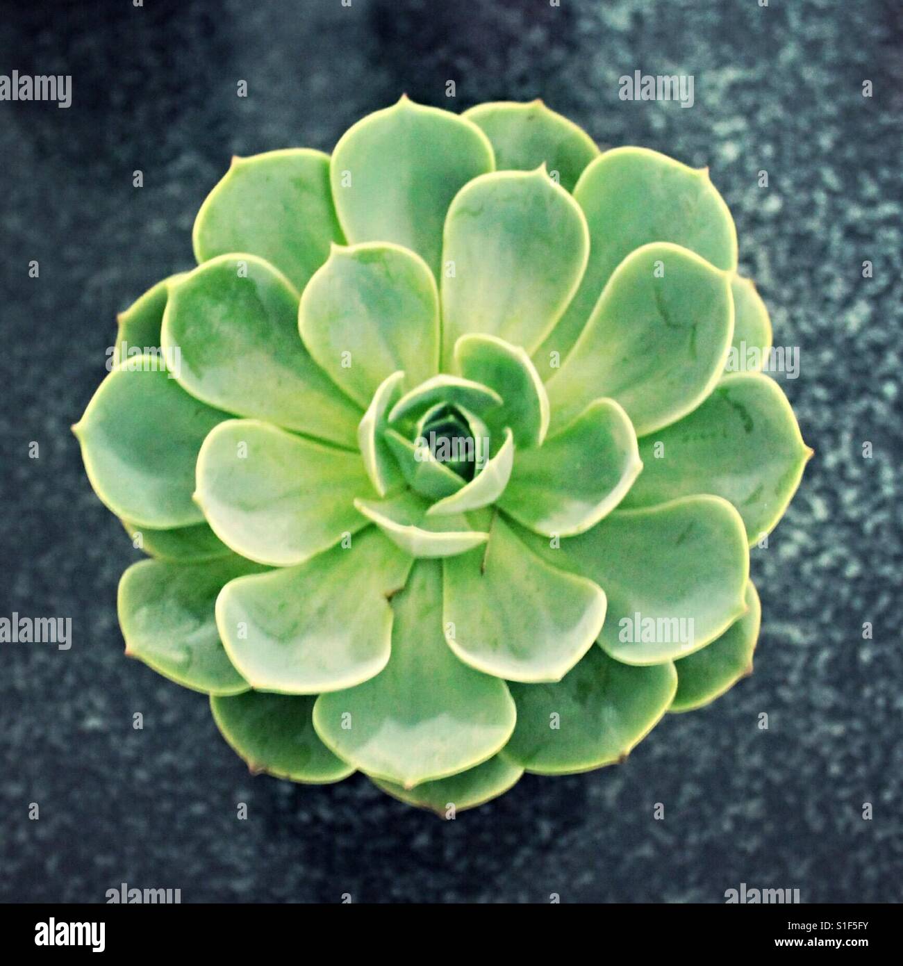 Rosa de cactus fotografías e imágenes de alta resolución - Alamy