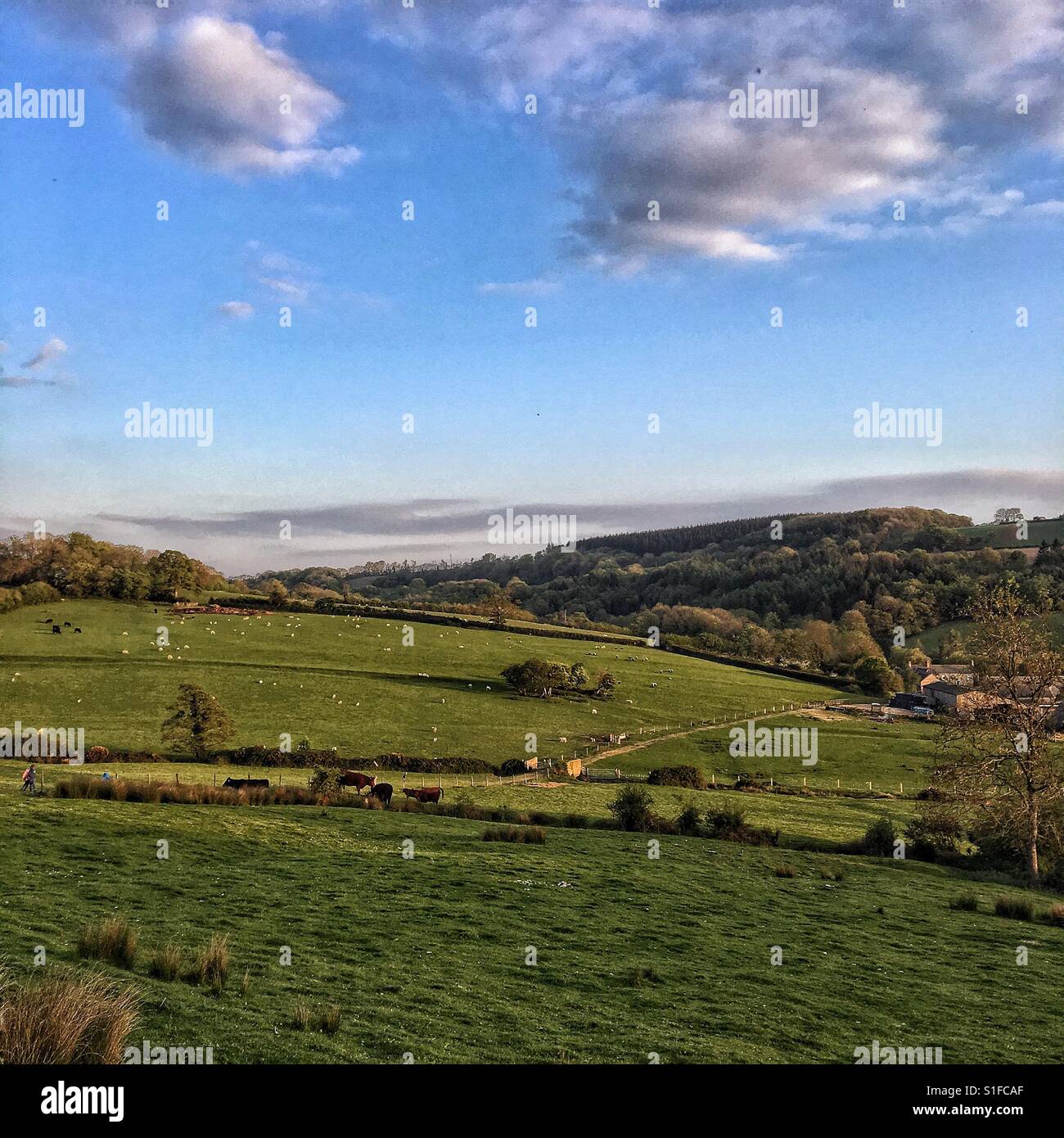 Colinas de Devon vista rural en hora dorada Foto de stock