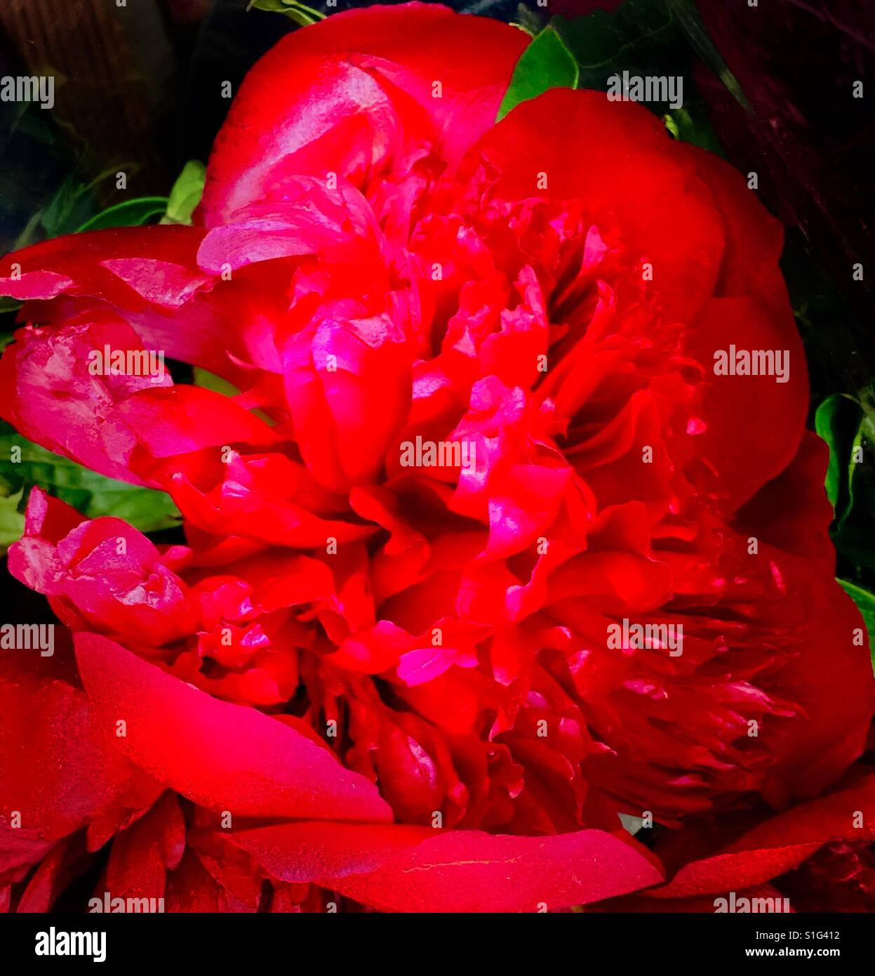 Rojo rubí brillante peonía con reminiscencias de la época victoriana, Foto de stock