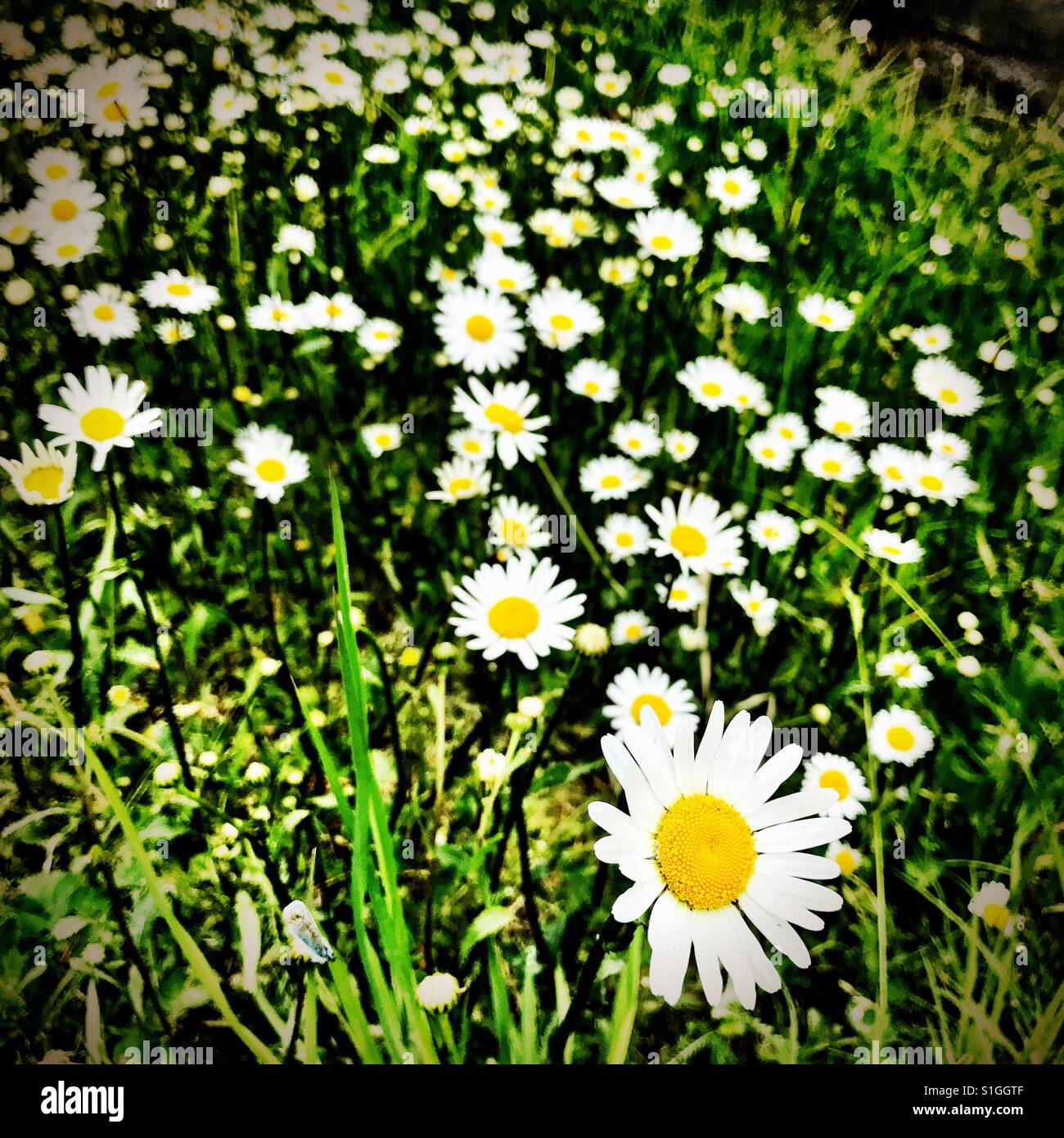 Todo el campo de flores con pétalos blancos y centro amarillo Foto de stock