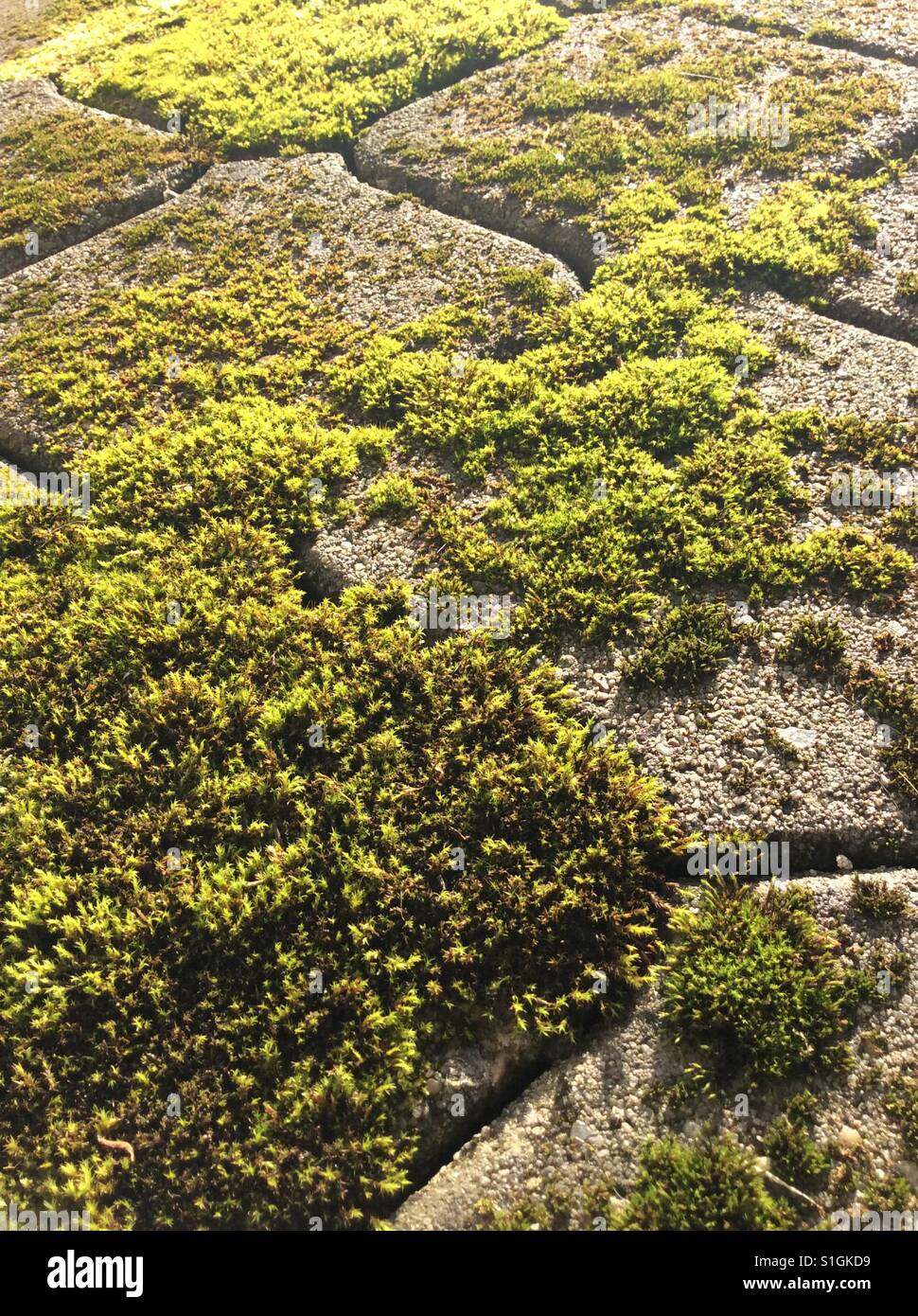 Dosh verde musgo de antiguos adoquines de hormigón Foto de stock
