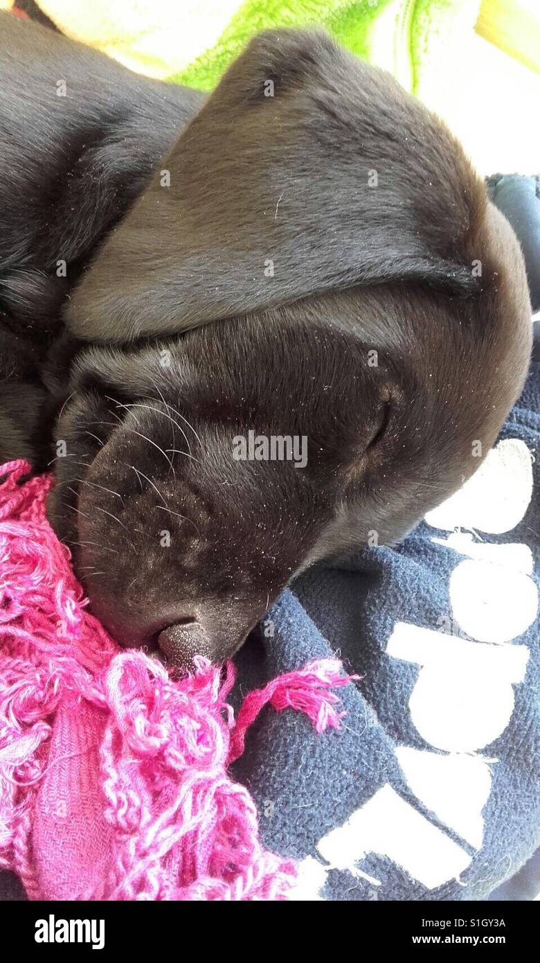 Cachorro labrador negro en la ropa de dormir Foto de stock