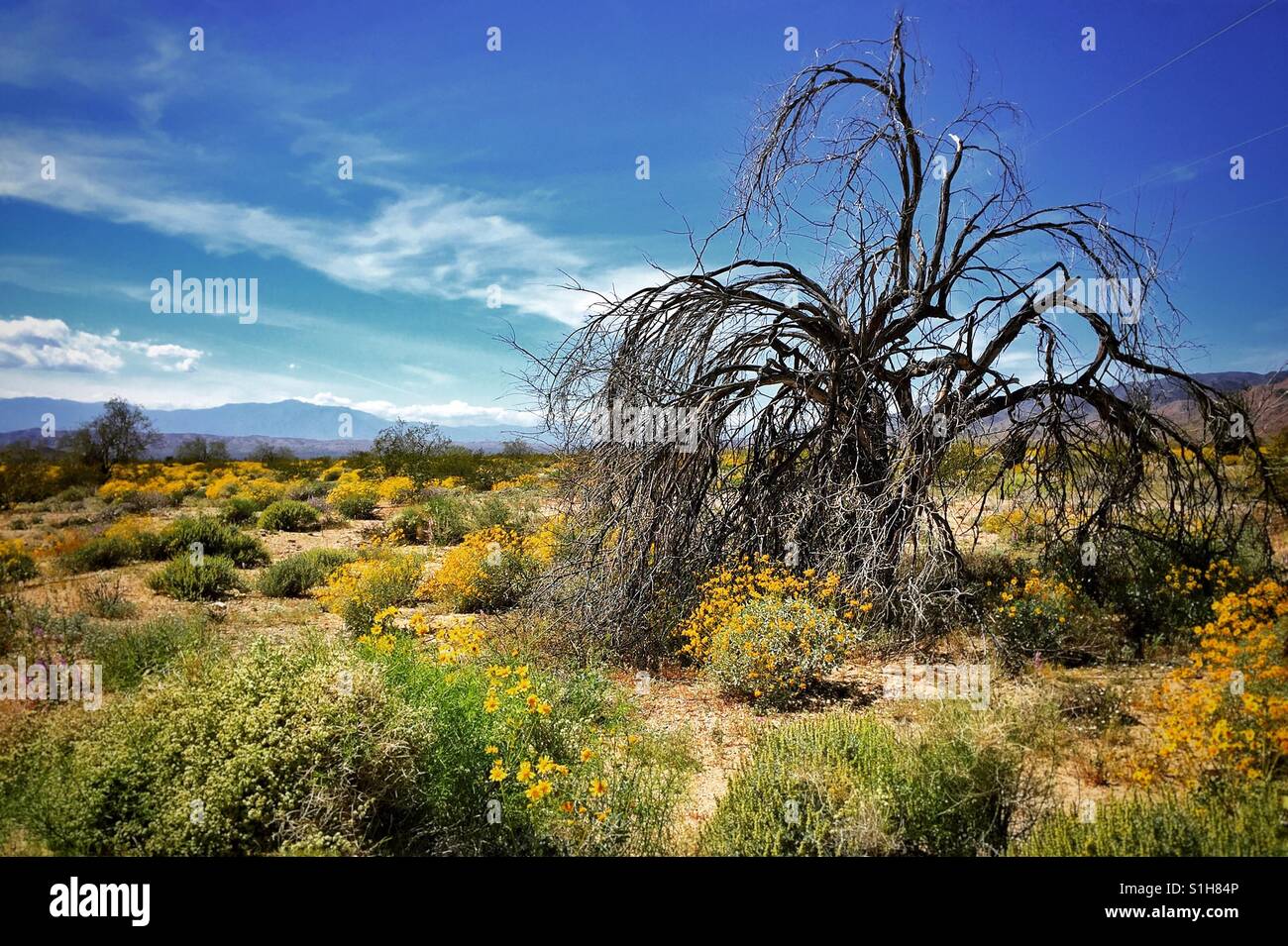 Árbol solitario Foto de stock