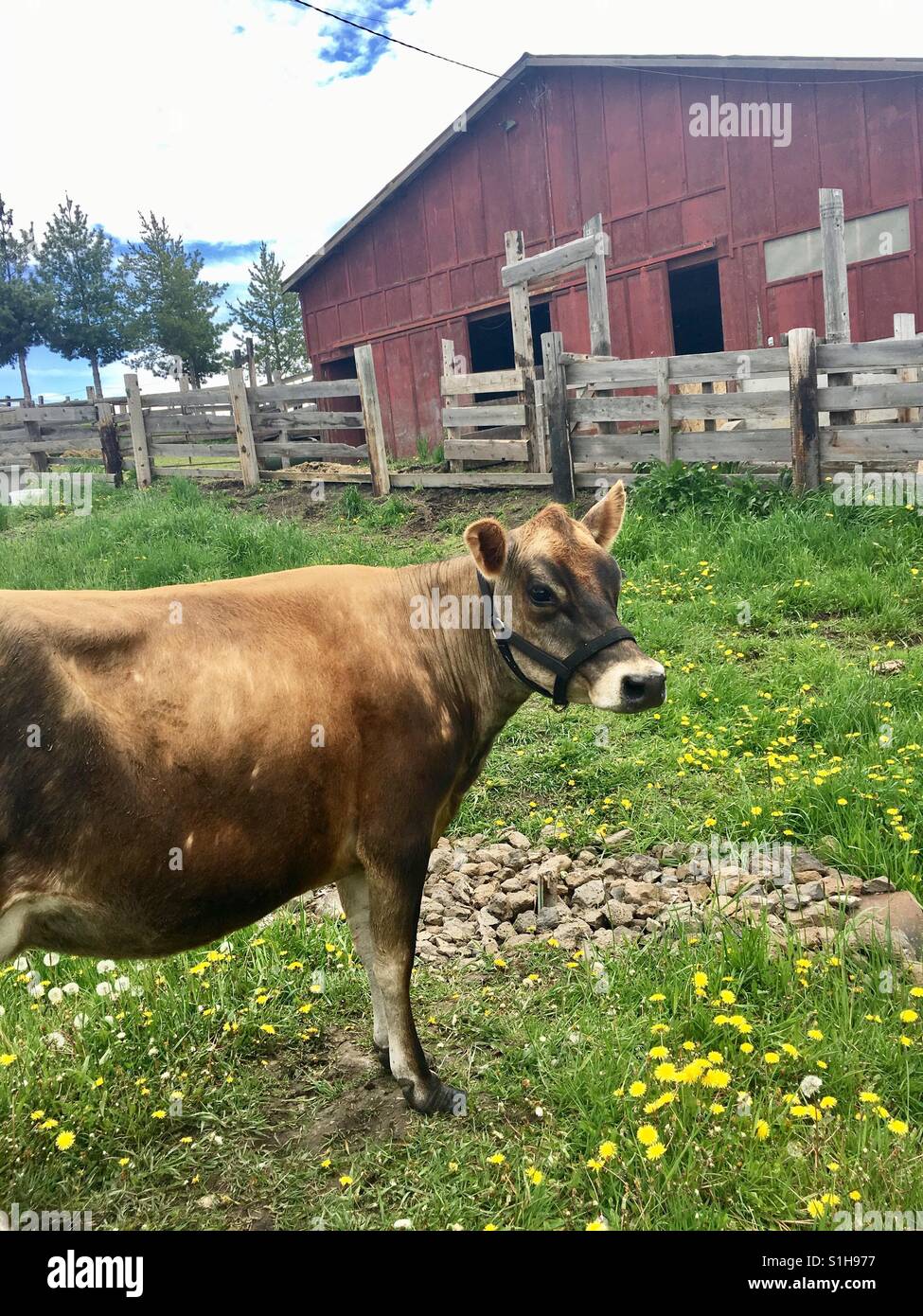 Vaca de jersey rojo fotografías e imágenes de alta resolución - Alamy