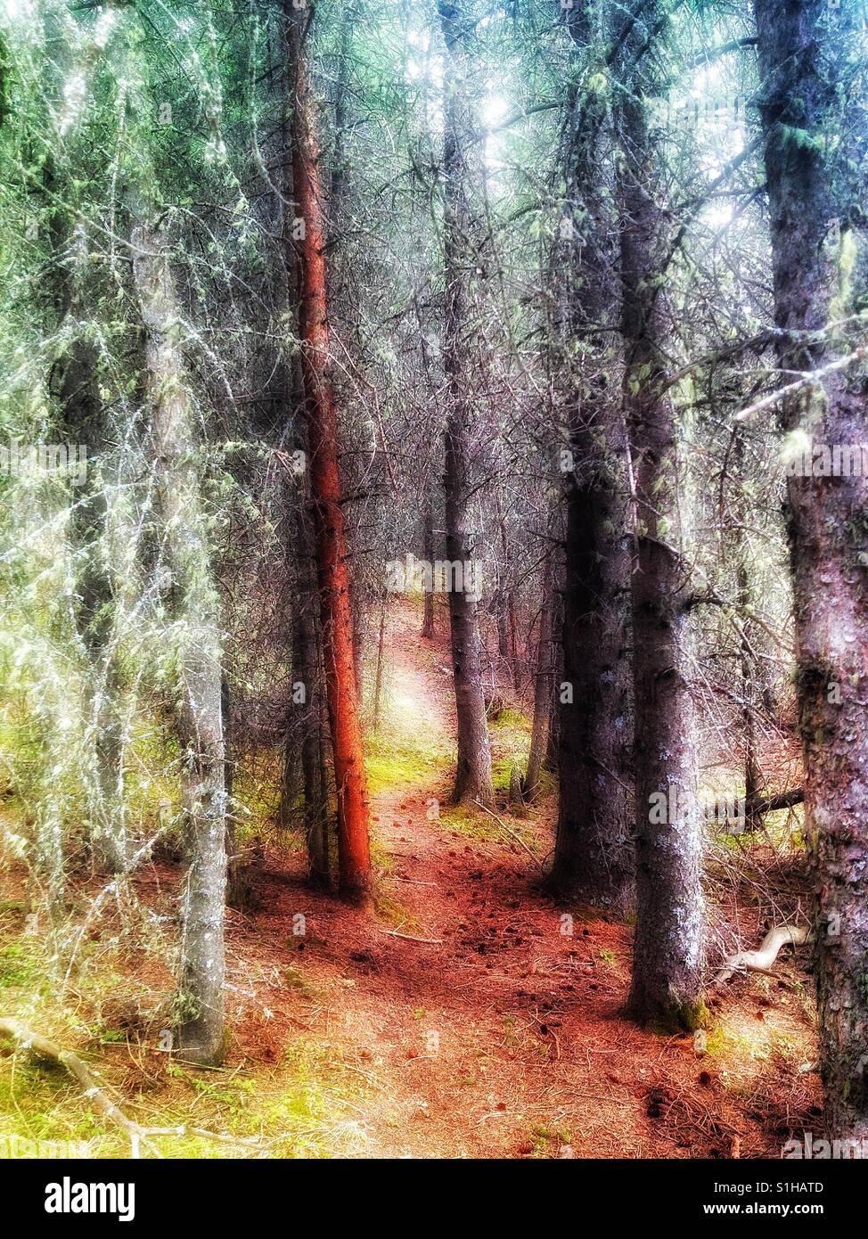 Un paseo por el bosque Foto de stock