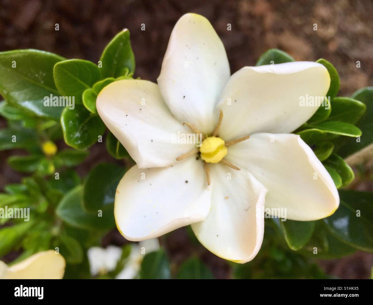 Enana blanca Gardenia crecen en un patio de Georgia en la primavera  Fotografía de stock - Alamy