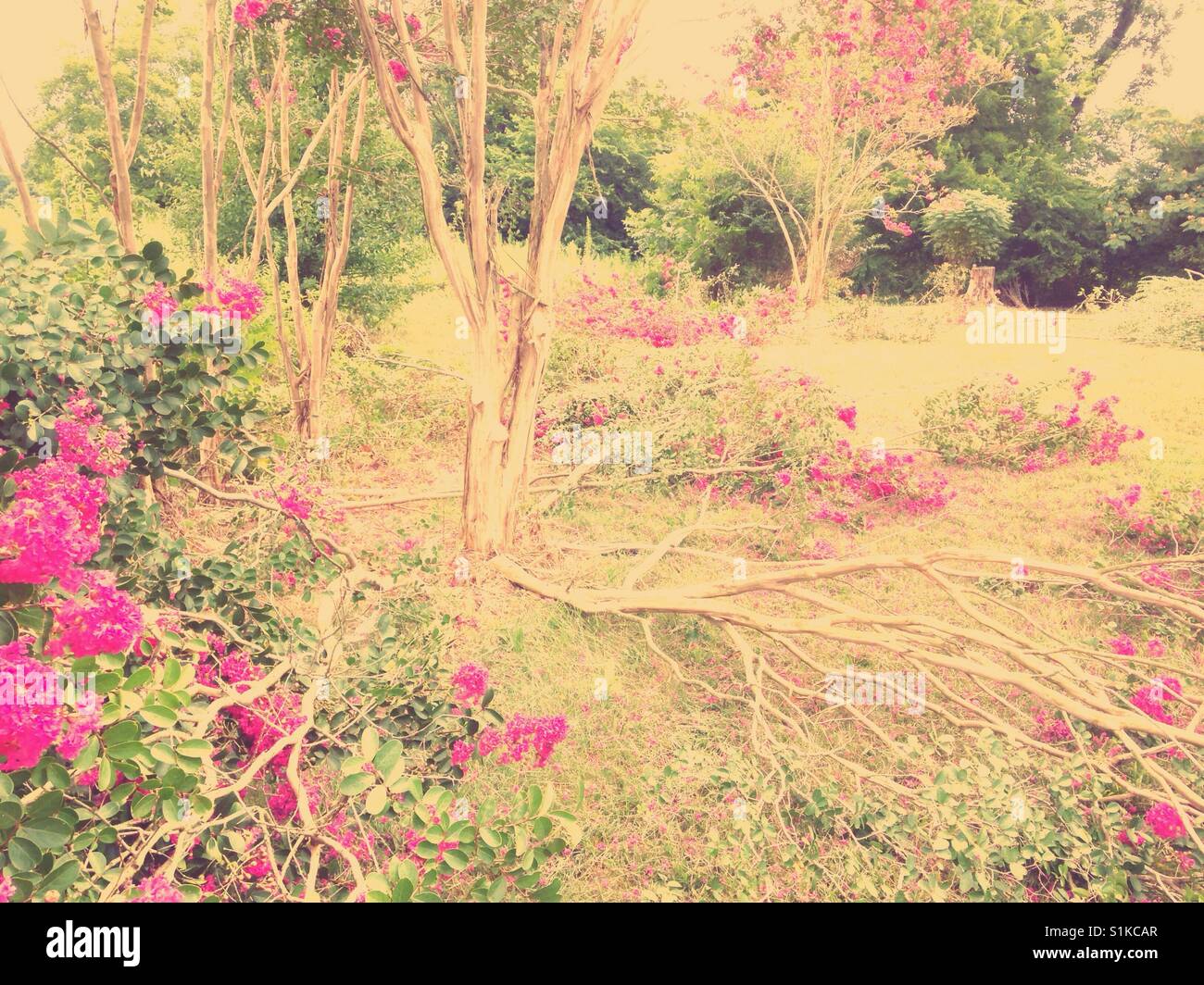 Blooming Crepe myrtle ramas cubren un terreno en efecto pintados de ensueño- Carolina del Norte Foto de stock