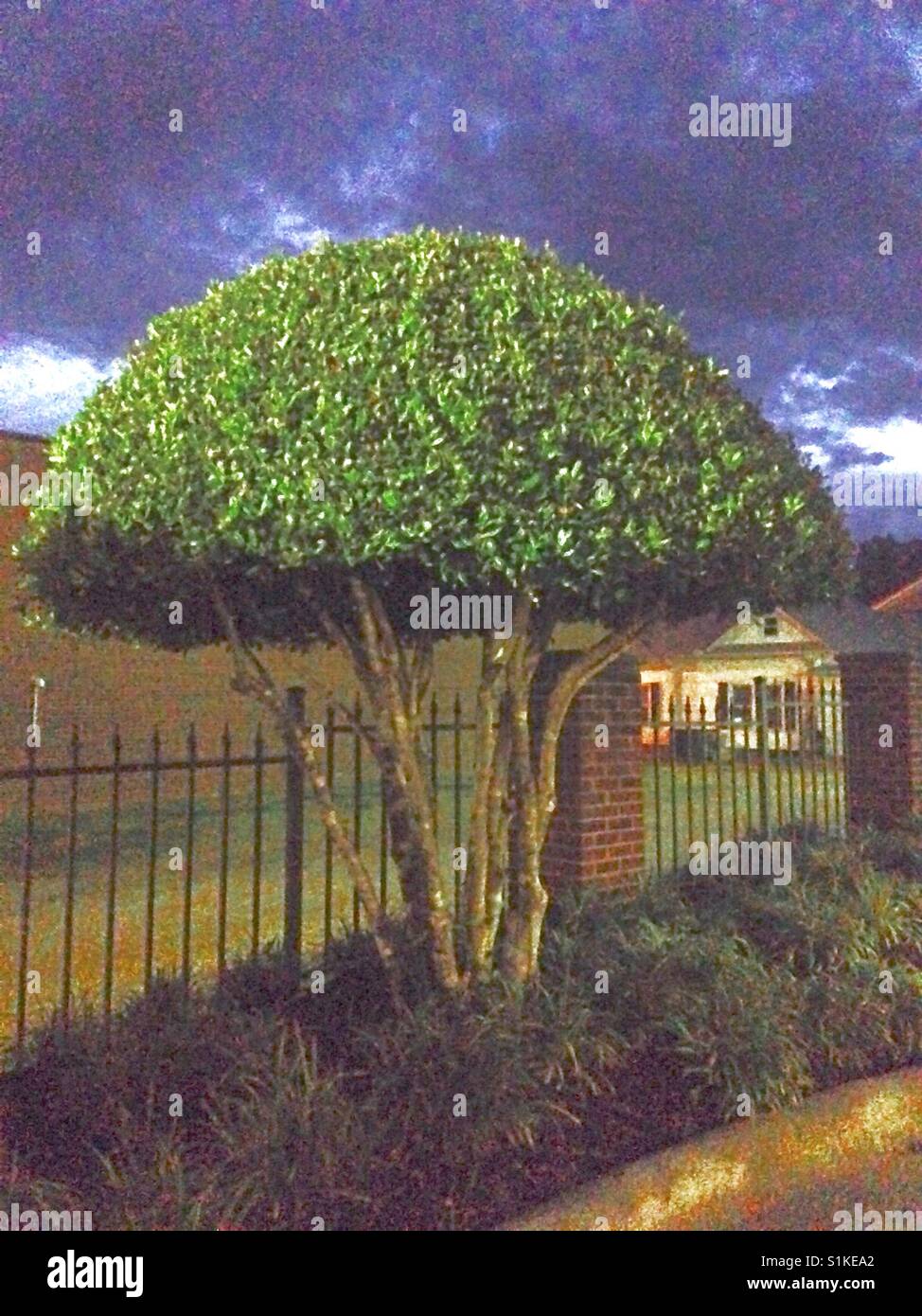 Alien árbol- arbusto fuertemente recortado en forma de paraguas en la ATM  durante la noche en Carolina del Norte Fotografía de stock - Alamy