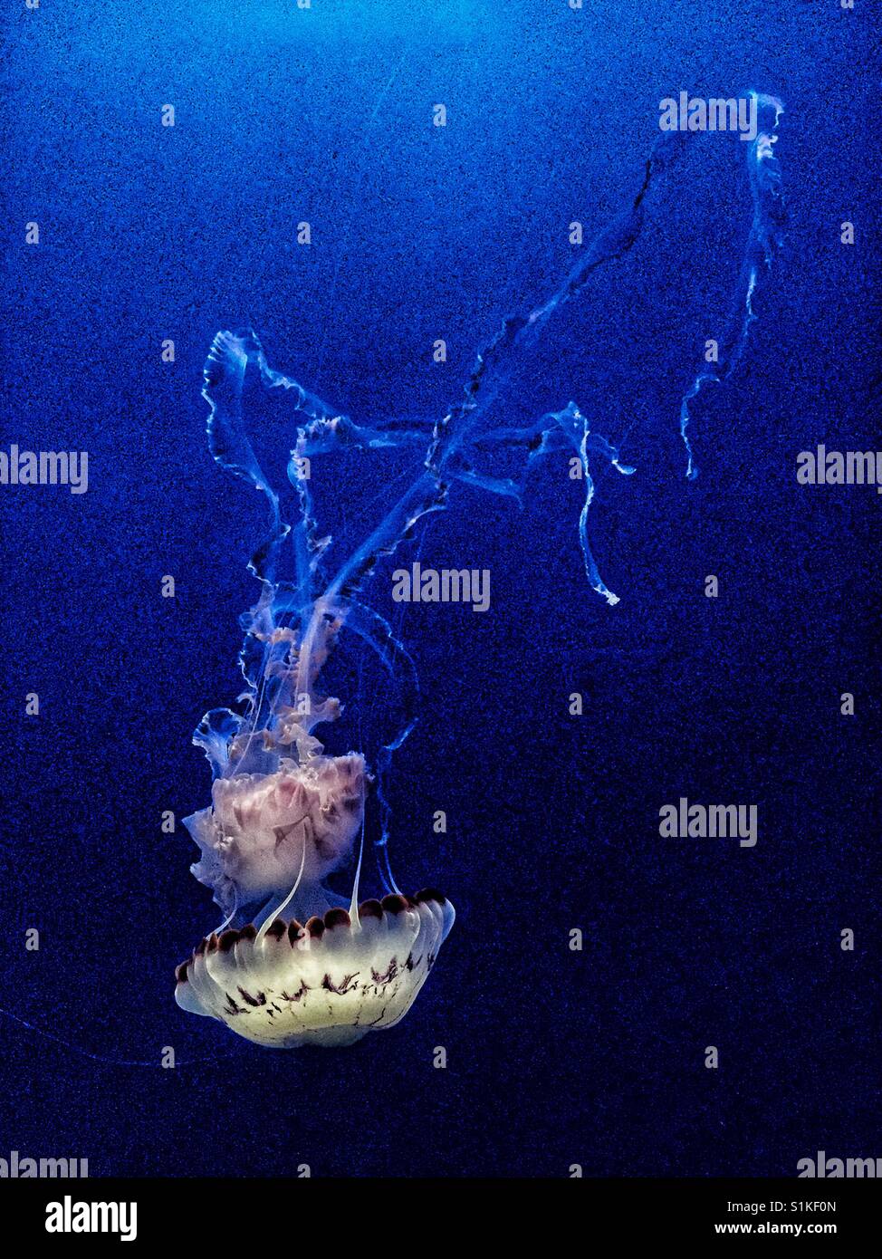 Medusas suaves cuerpos de animales acuáticos paraguas con forma de campana y largos tentáculos final. Medusas fluyendo con largos tentáculos final. Foto de stock