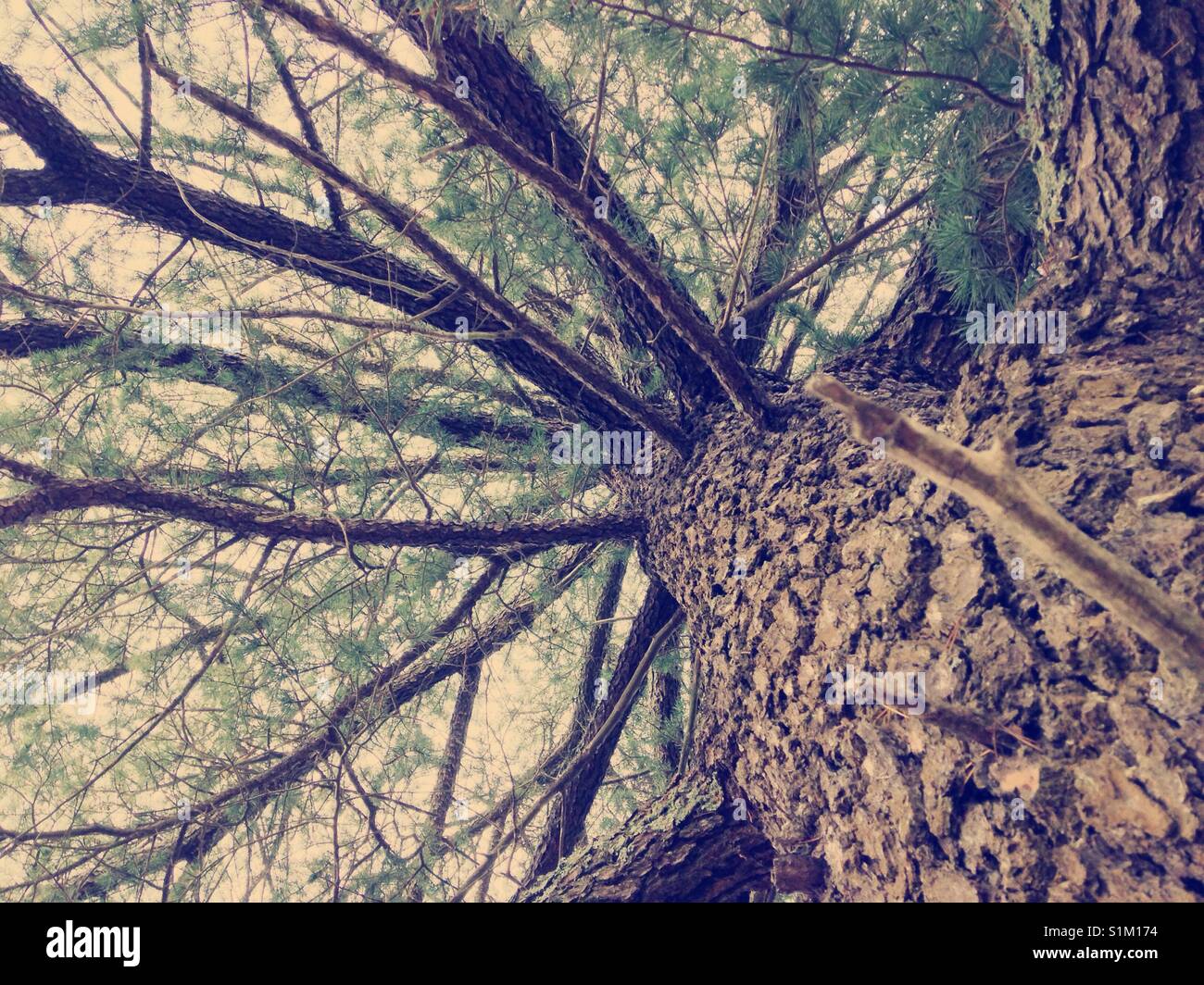 Vista hacia arriba a través de las ramas del árbol de la cicuta Foto de stock