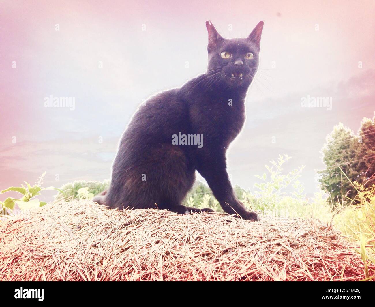 Colmillos blancos, gato negro Foto de stock