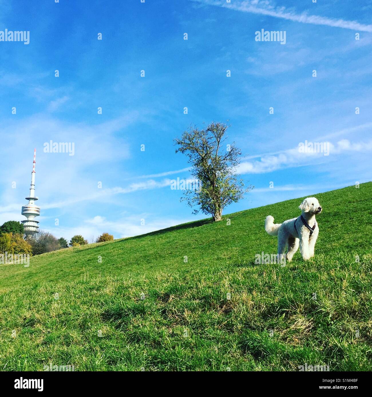 Goldendoodle, weisser Hund steht majestätisch, Stolz, aufmerksam, Olympiaberg, Gras blauem grünes und vor Himmel, en München, Bayern, Olympiaturm im Hintergrund und einem Baum, Etiqueta windiger dahinter Foto de stock