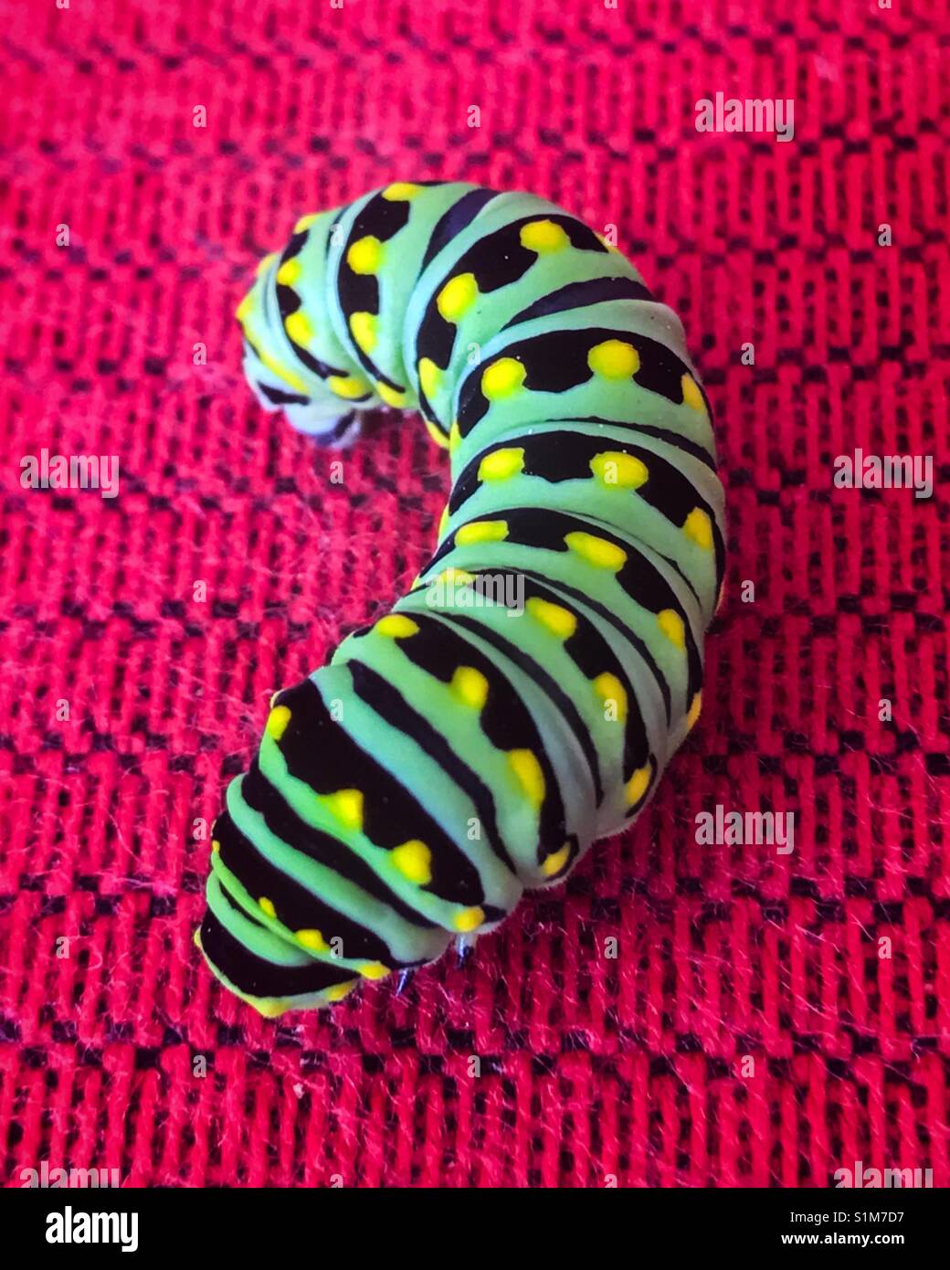 Este especie caterpillar Foto de stock