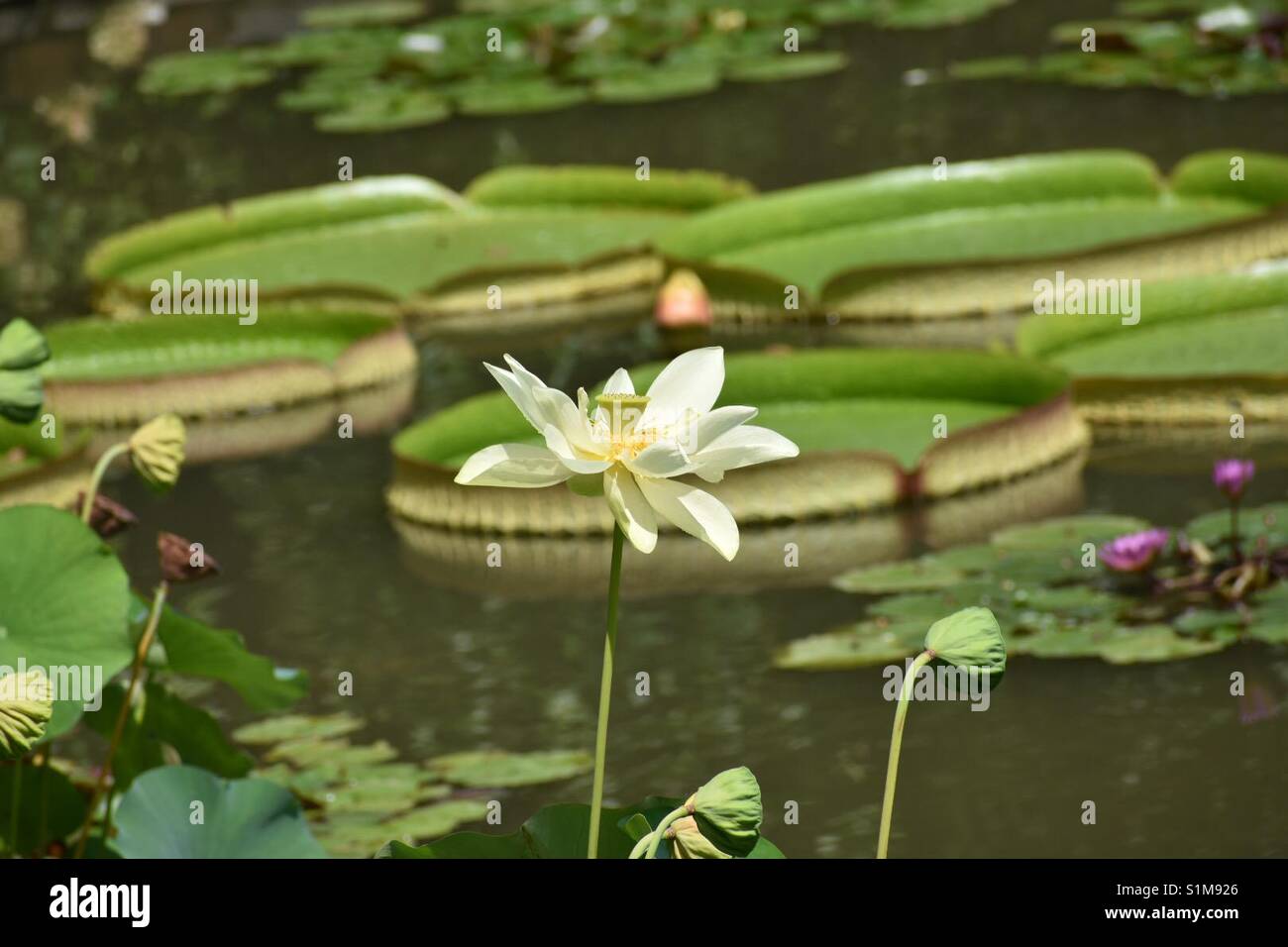 Flor de Loto americana con hojas de nenúfar gigante en segundo plano Fotografía de stock - Alamy Flor de Loto americana con hojas de nenúfar gigante en segundo plano Fotografía de stock - Alamy